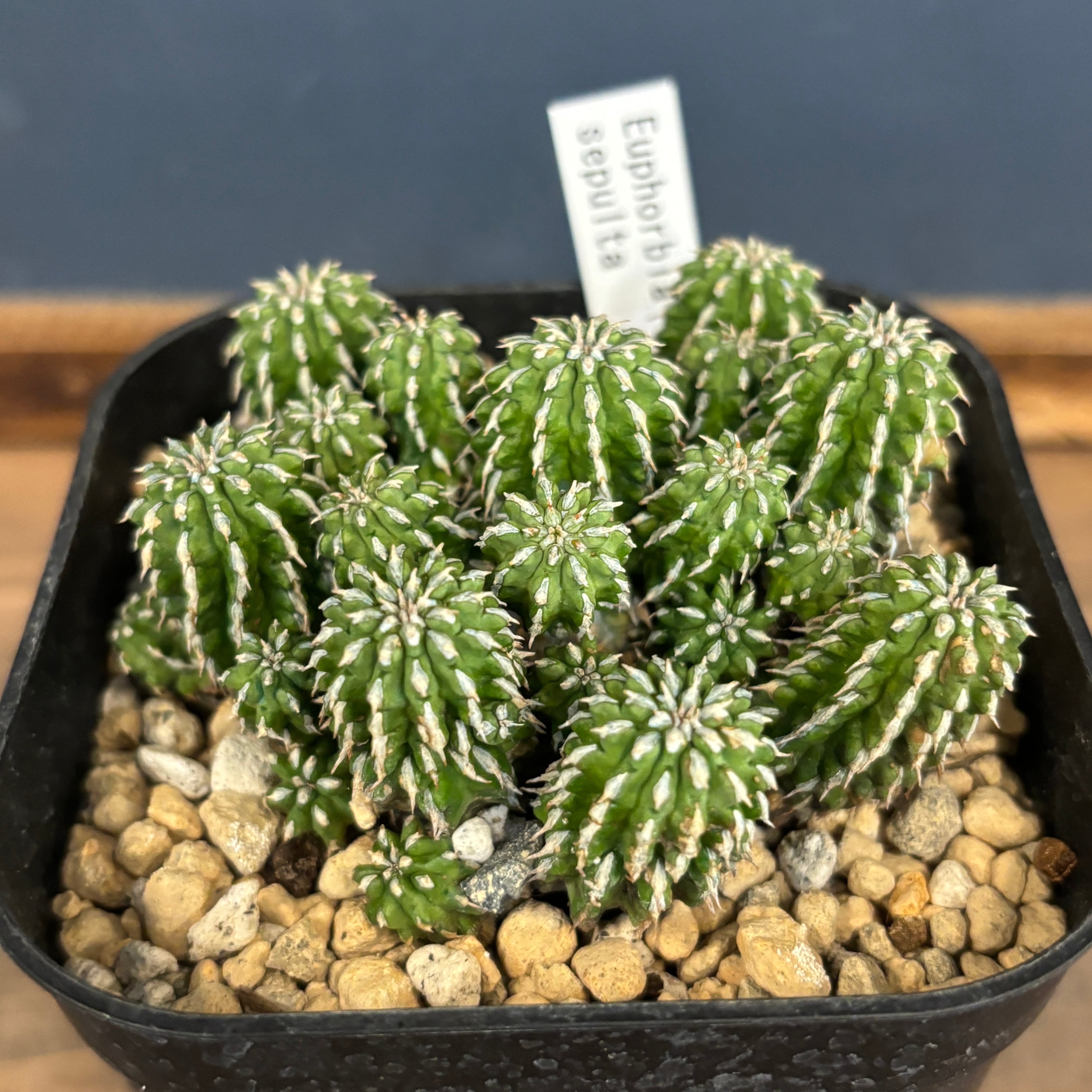 ユーフォルビア、その他多肉 | PROTOLEAF プロトリーフ