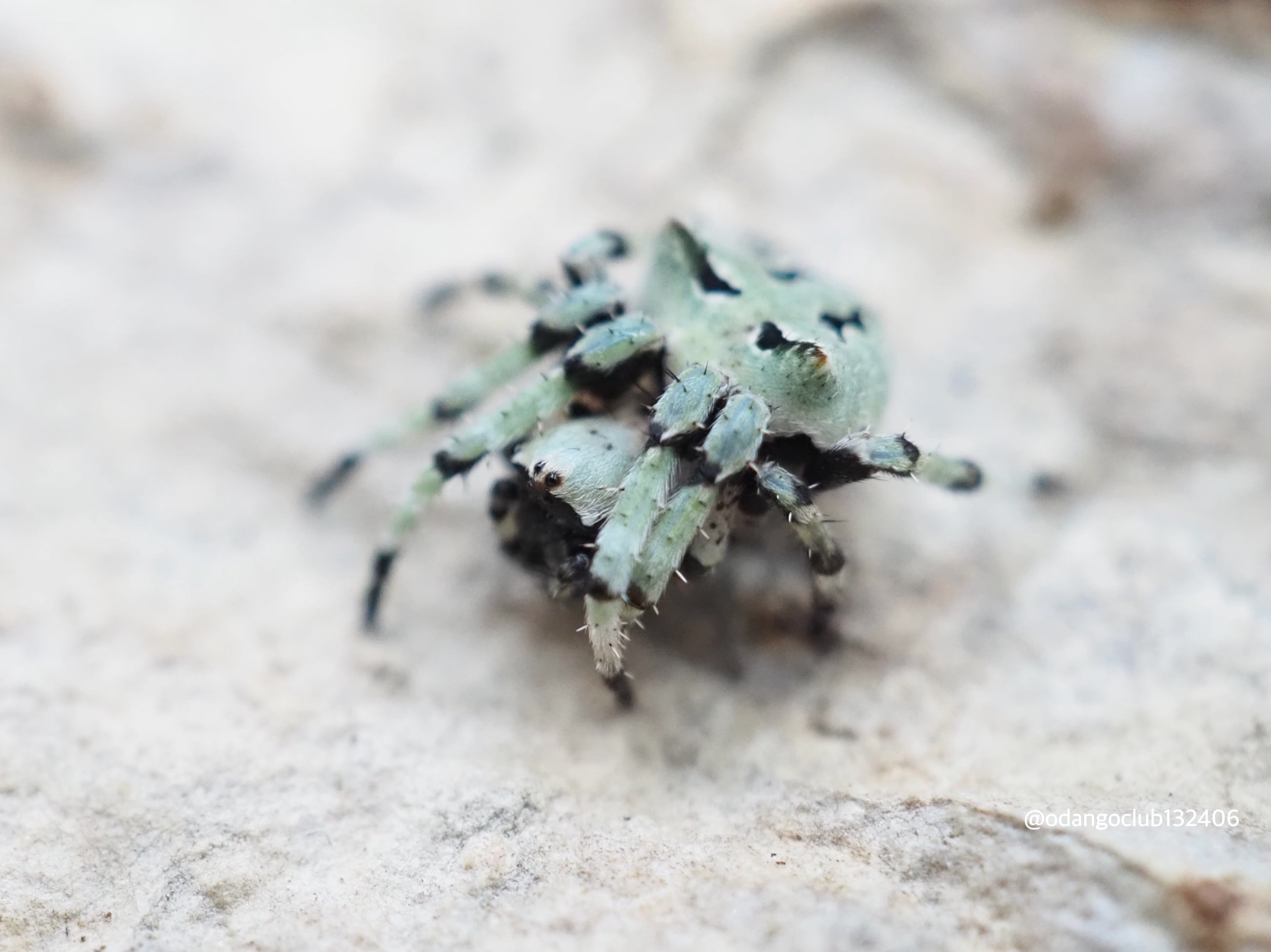 コケオニグモ 1匹 クモ | おだんごくらぶ