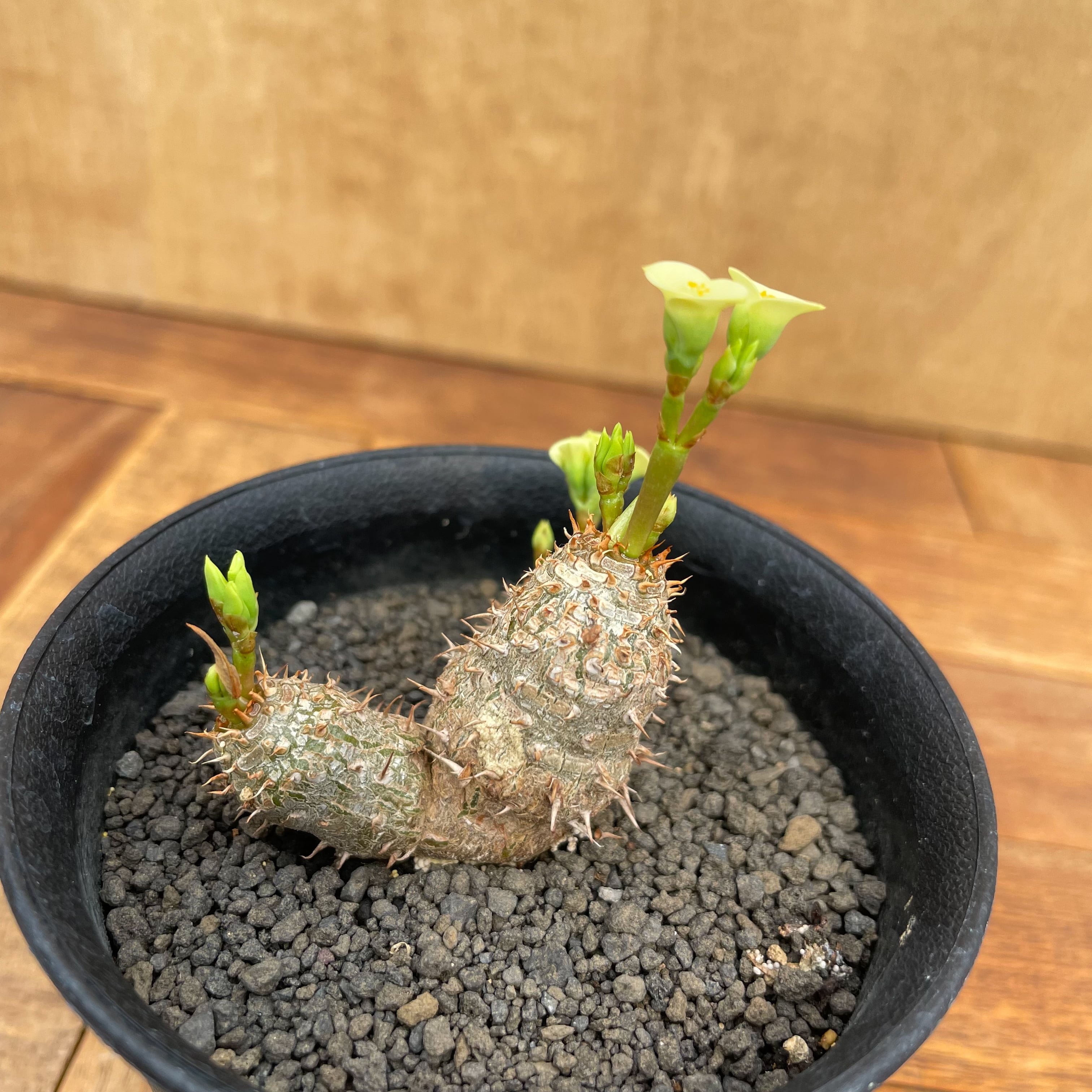 Euphorbia brevifolia【ユーフォルビア・ブレビフォリア】 | RIMO'S