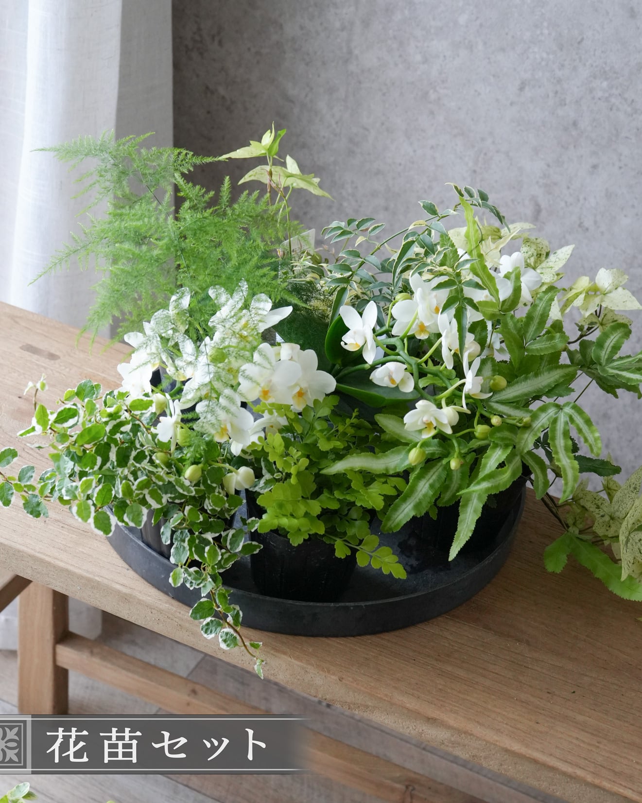 花苗セット】ミニ胡蝶蘭ナザレと観葉植物のミニ苗セット | アトリエ