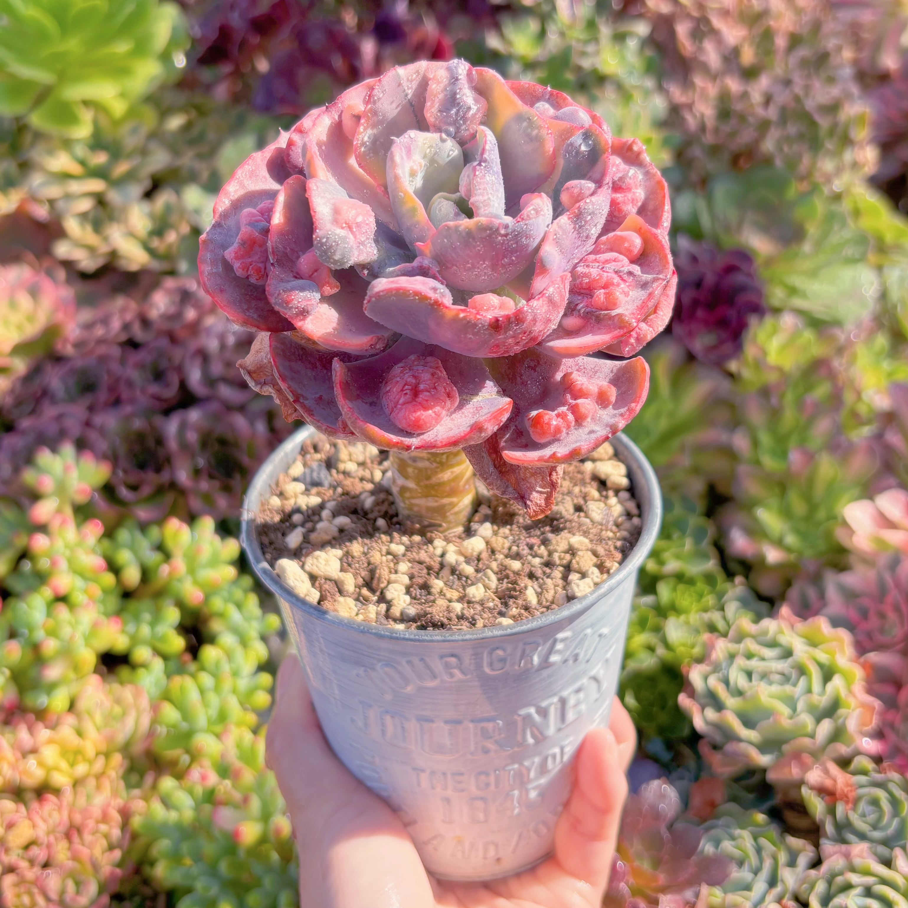 現品　ビヨンセ錦#C12　大苗　新入荷　るる農園