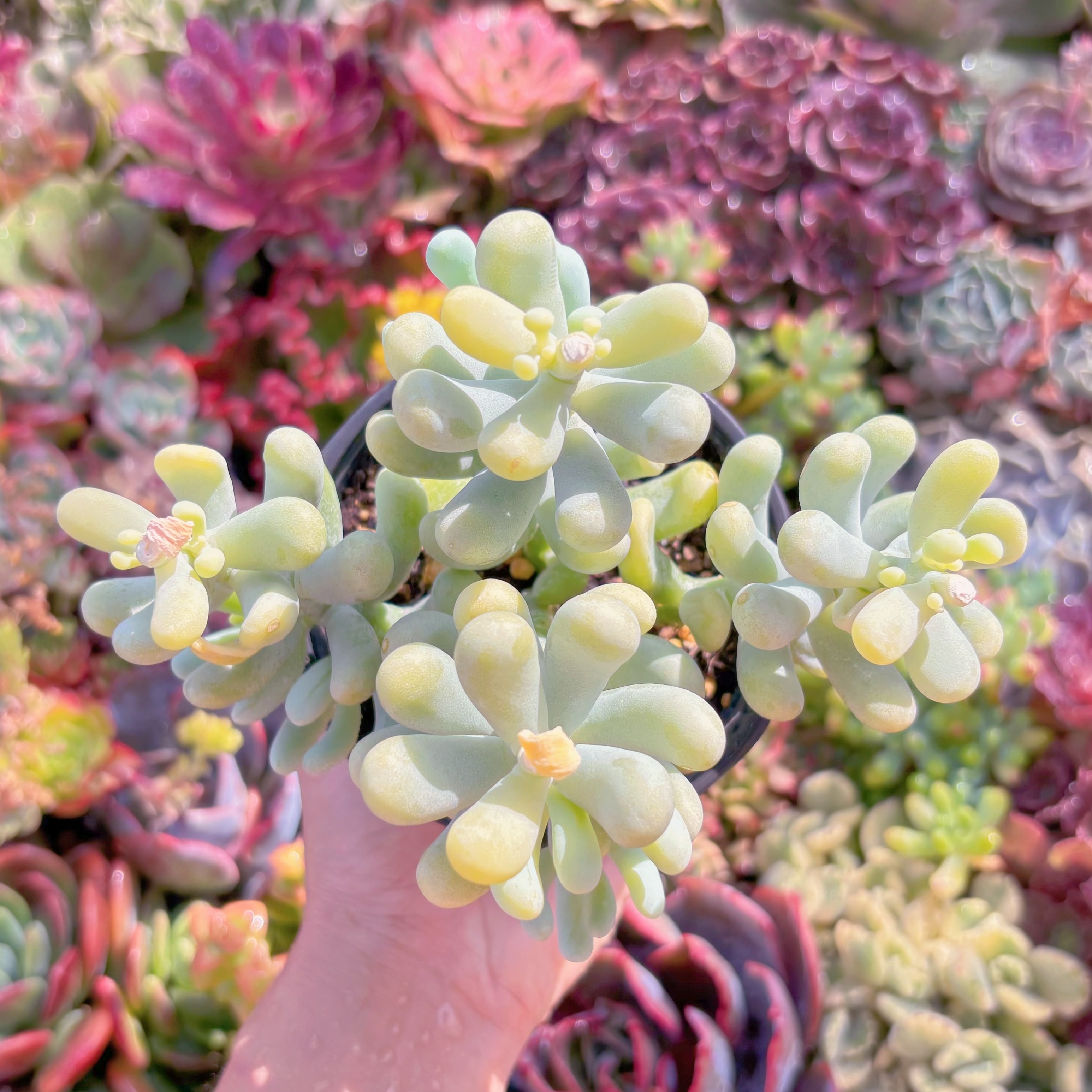 現品　バナナ美人#A003　大群生　るる農園