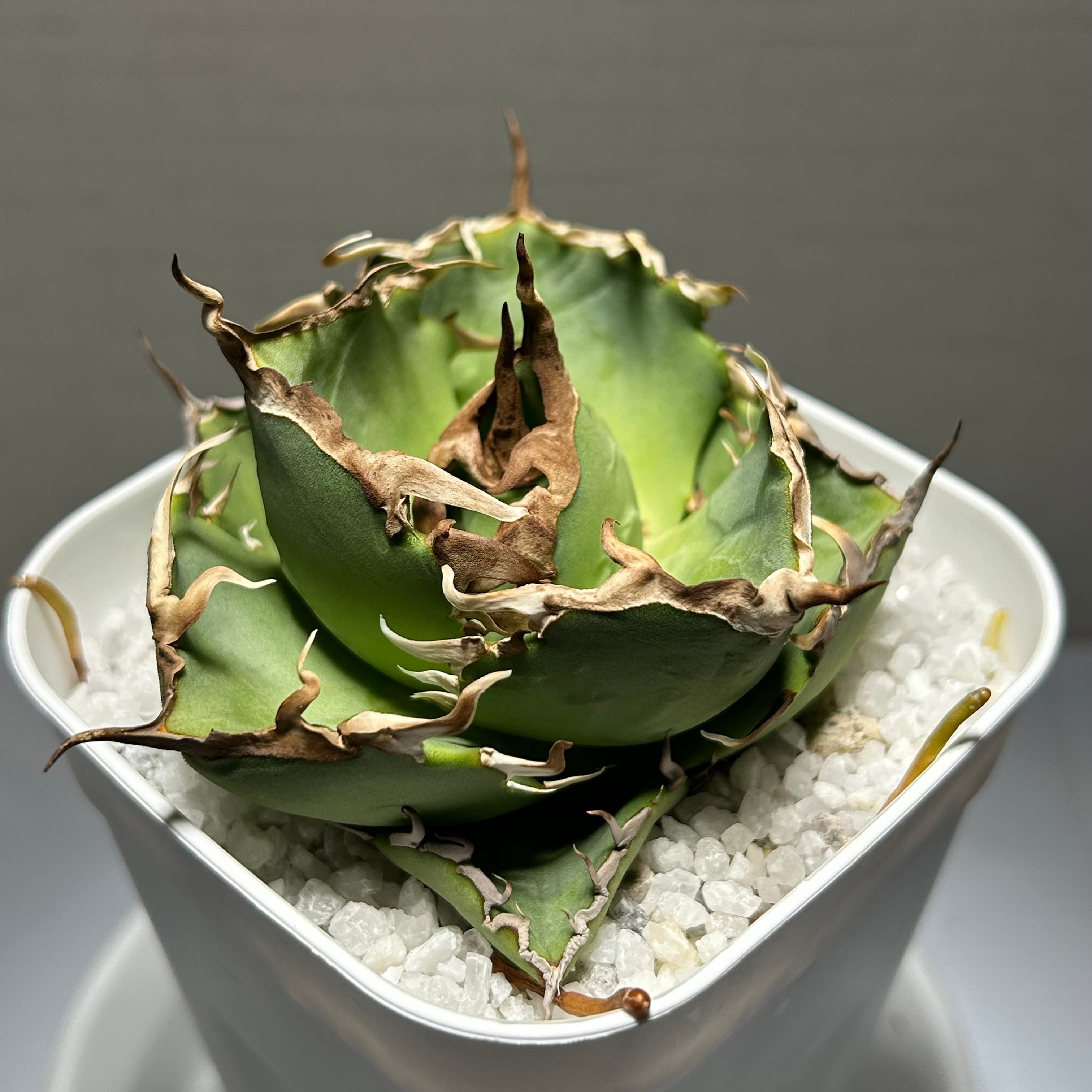 73.萬代厳竜(ロファンサ×チタノタHyb)/Agave lophantha×titanota hyb