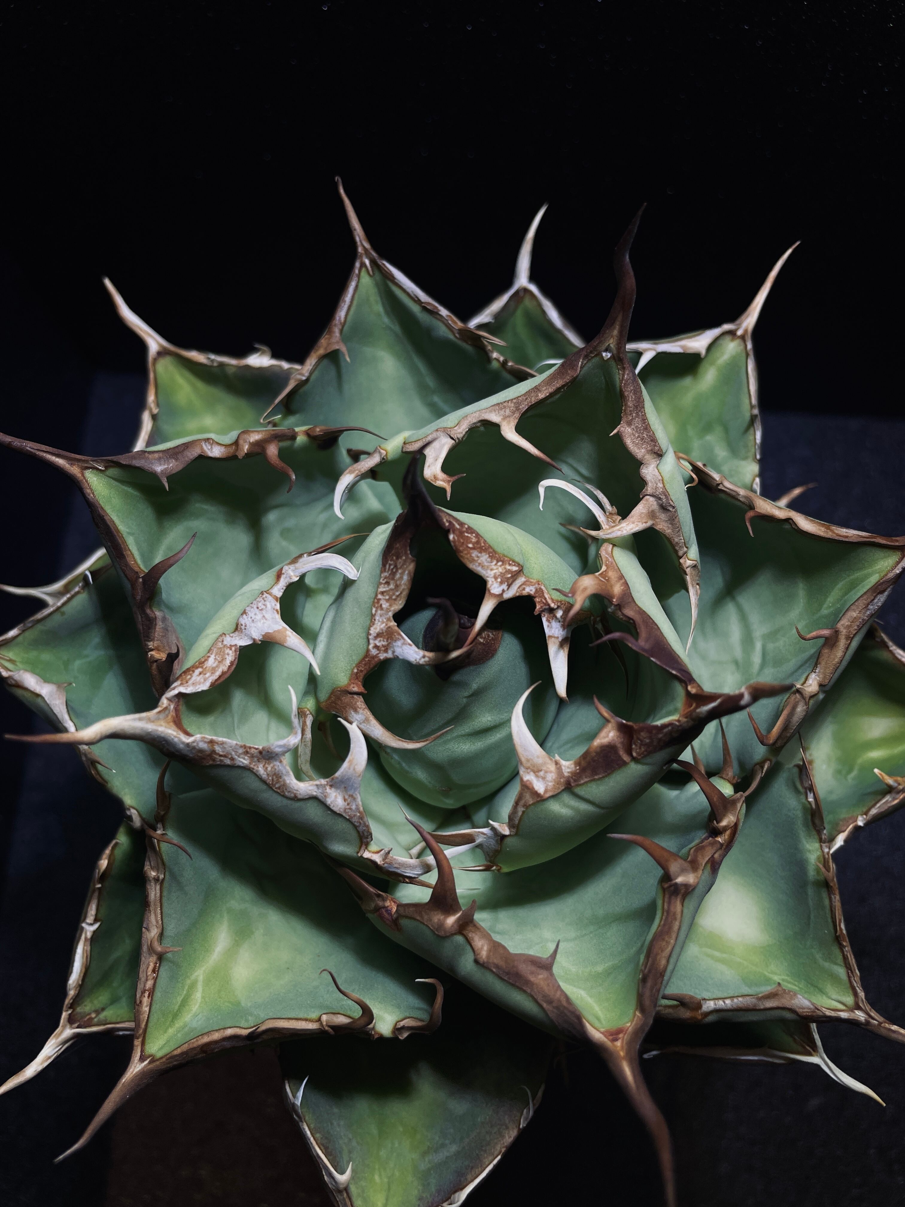 アガベ・チタノタ 'Persian Dwarf' ／ペルシアンドワーフ／硬質