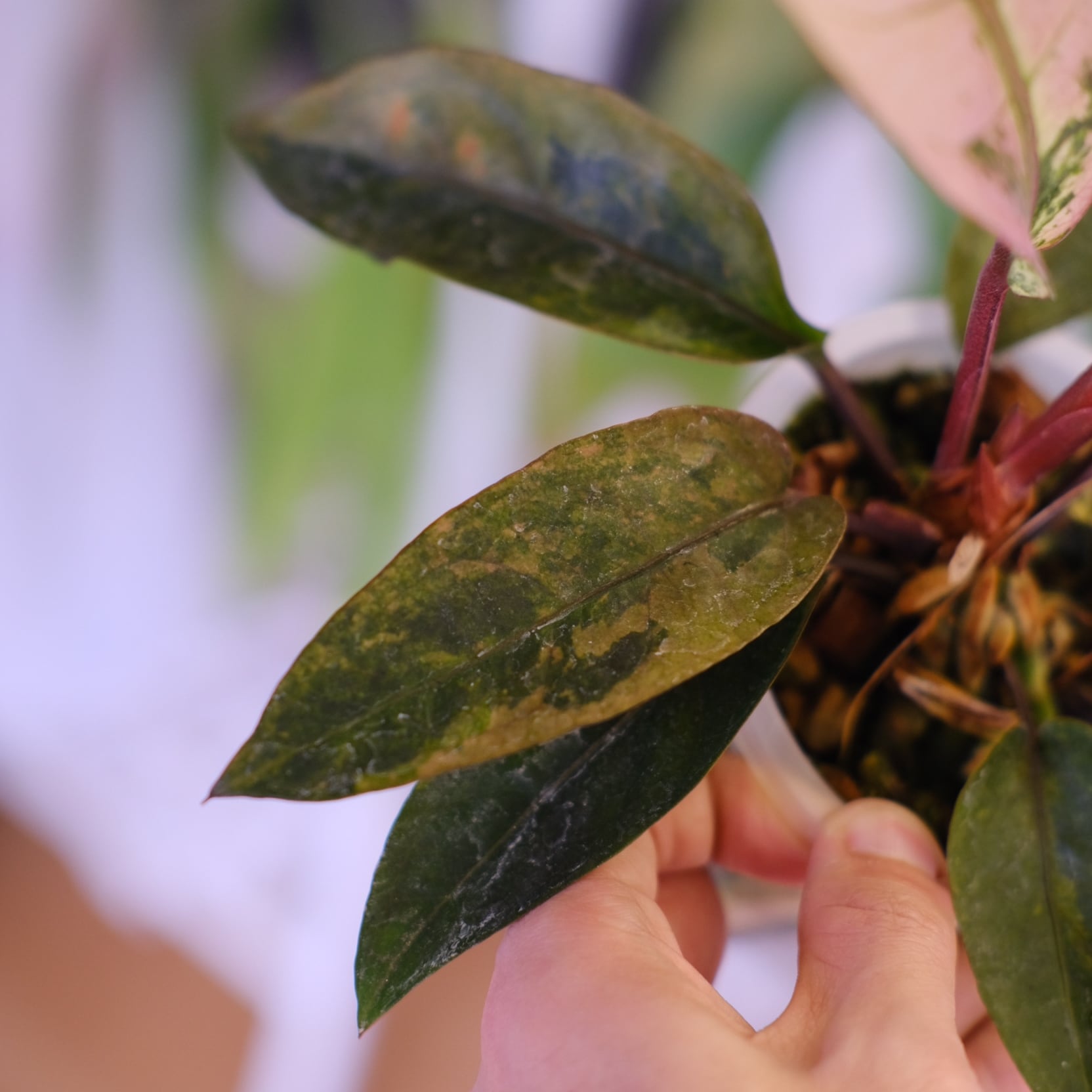 Anthurium Hookeri 