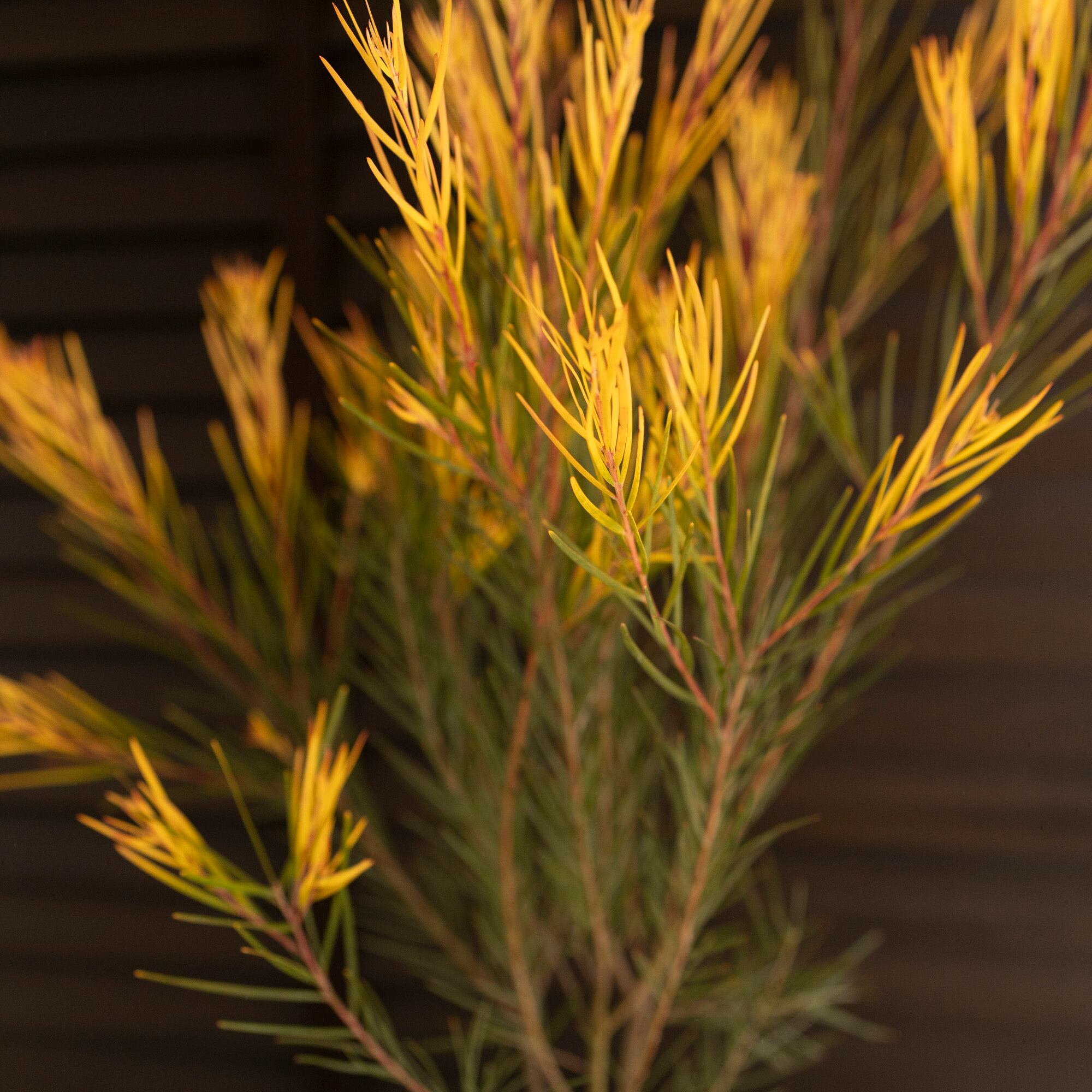 現品】アカシア・フロリバンダフェニックスゴールド アカシアの木 9号 w5