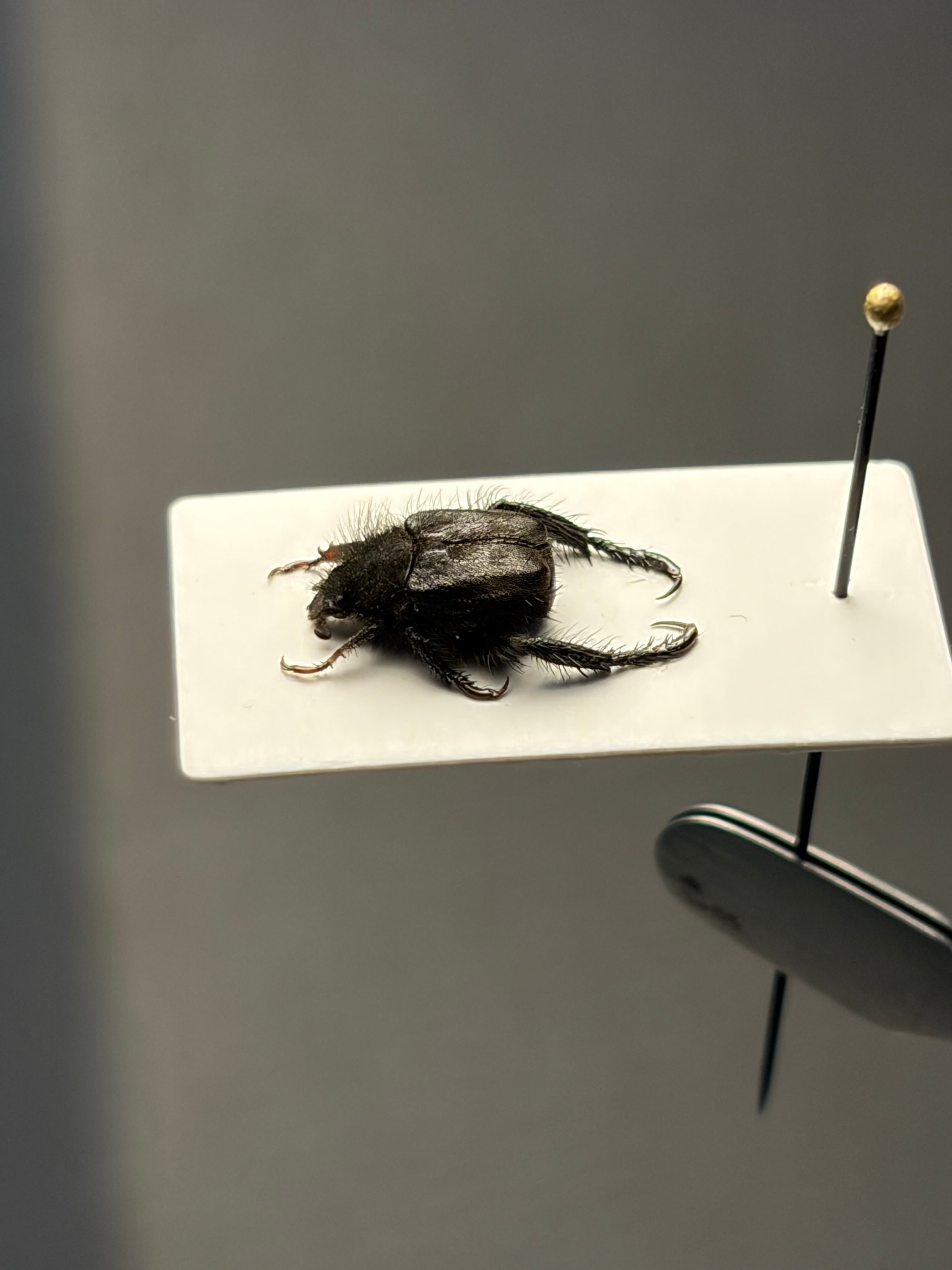7mm】微毛の南アフリカのアシナガコガネ 標本 プラチナコガネ ウグイス