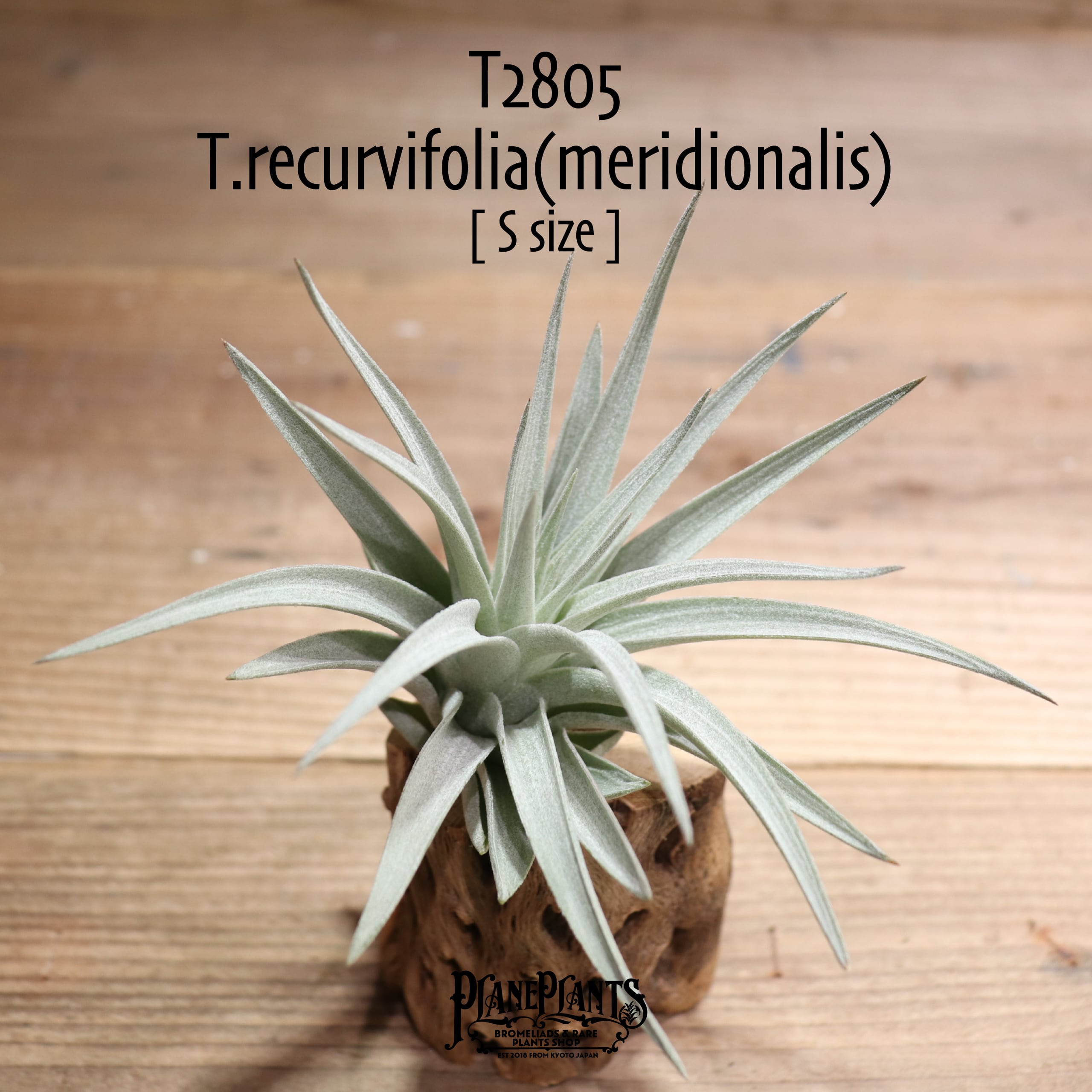 送料無料】recurvifolia (=meridionalis) S〔エアプランツ〕現品発送