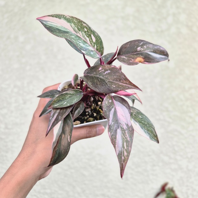 〔フィロデンドロン ピンクプリンセス ギャラクシー〕Philodendron Pink Princess Galaxy 観葉植物 斑入り ポット発送