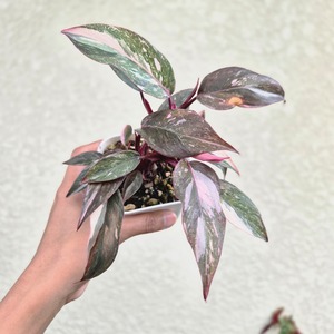 〔フィロデンドロン ピンクプリンセス ギャラクシー〕Philodendron Pink Princess Galaxy 観葉植物 斑入り ポット発送