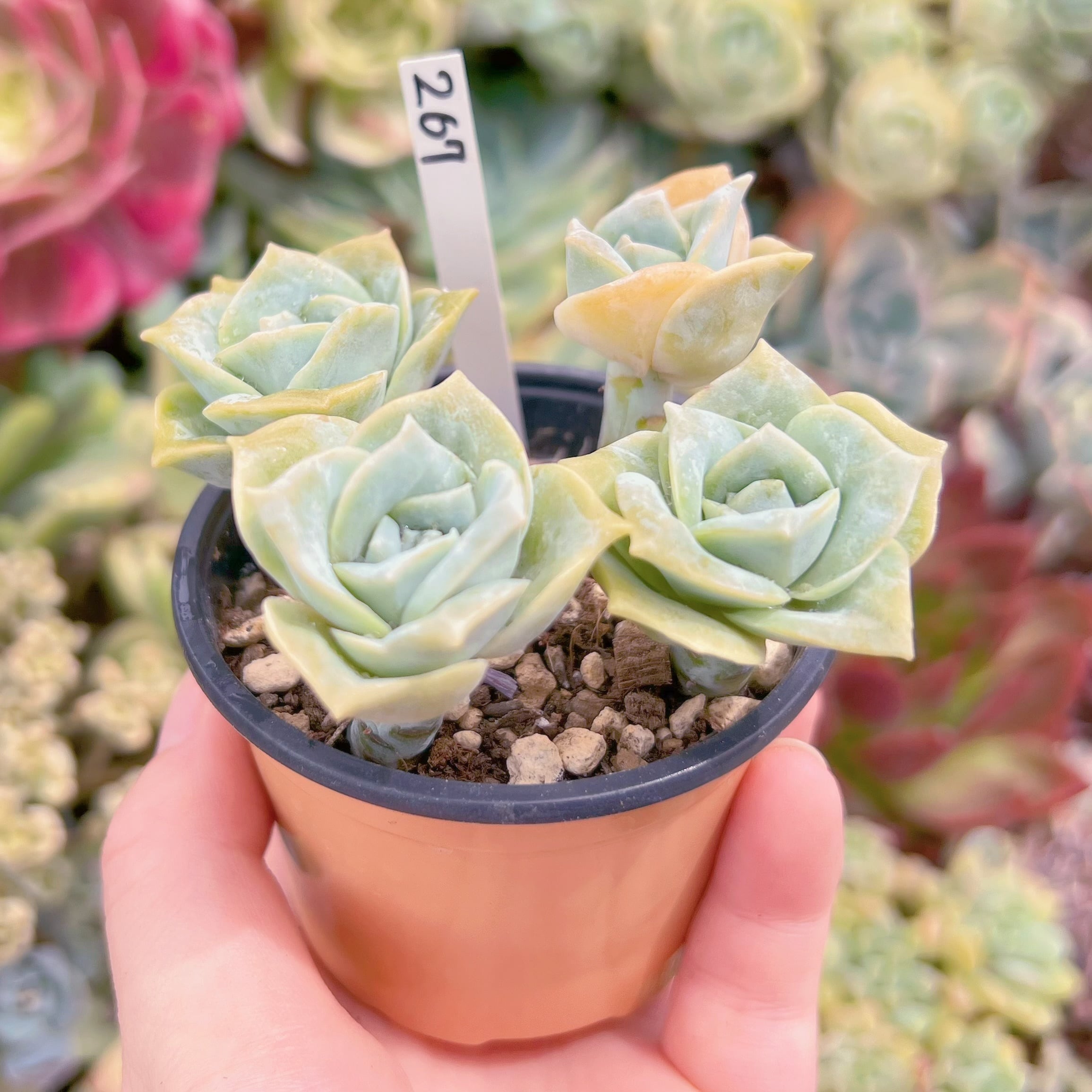 現品 ラブリーローズ#267 るる農園 | るる農園~多肉植物専門