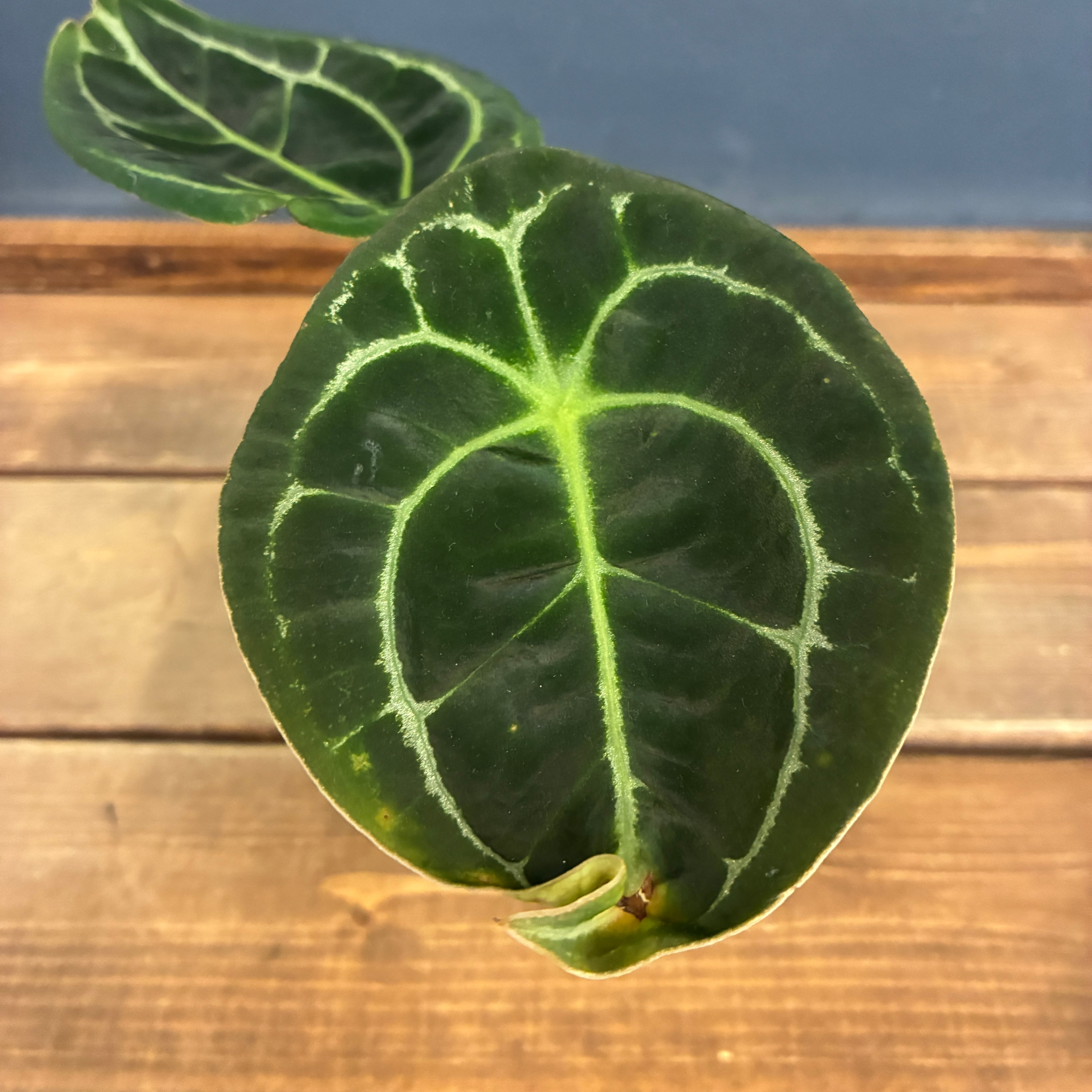 UJ】ビカクシダ ジェイドガール P. willinckii 'Jade Girl' spore 板