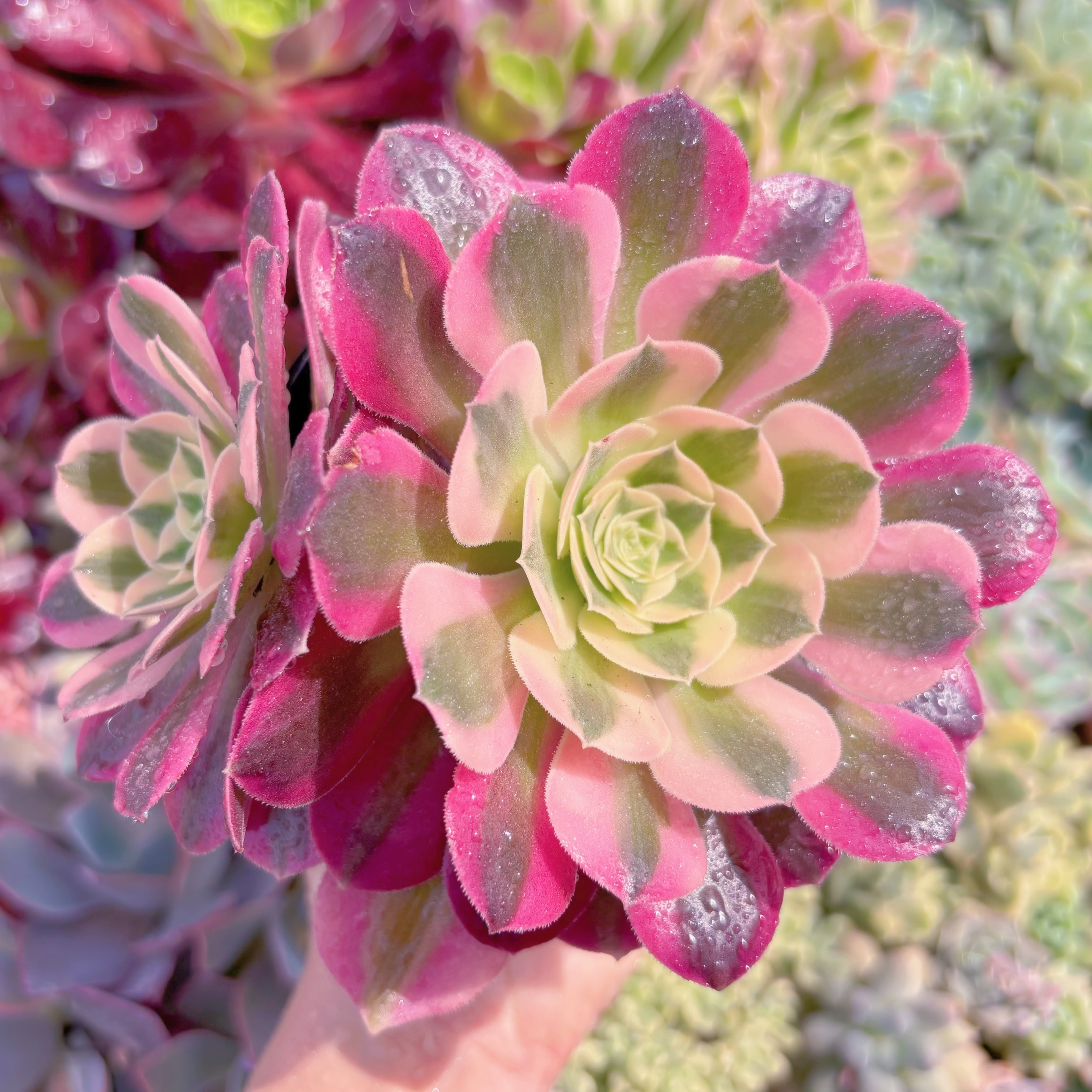 現品　アフラダイティ#B45　群生　るる農園