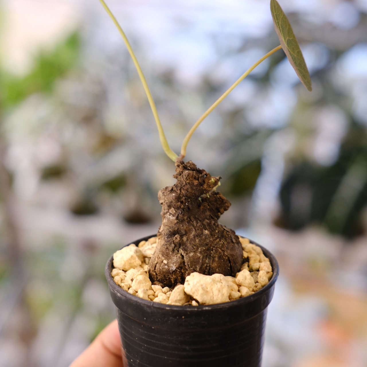 Stephania kaweesakii / ステファニア カウィーサキー⑳/ 観葉植物