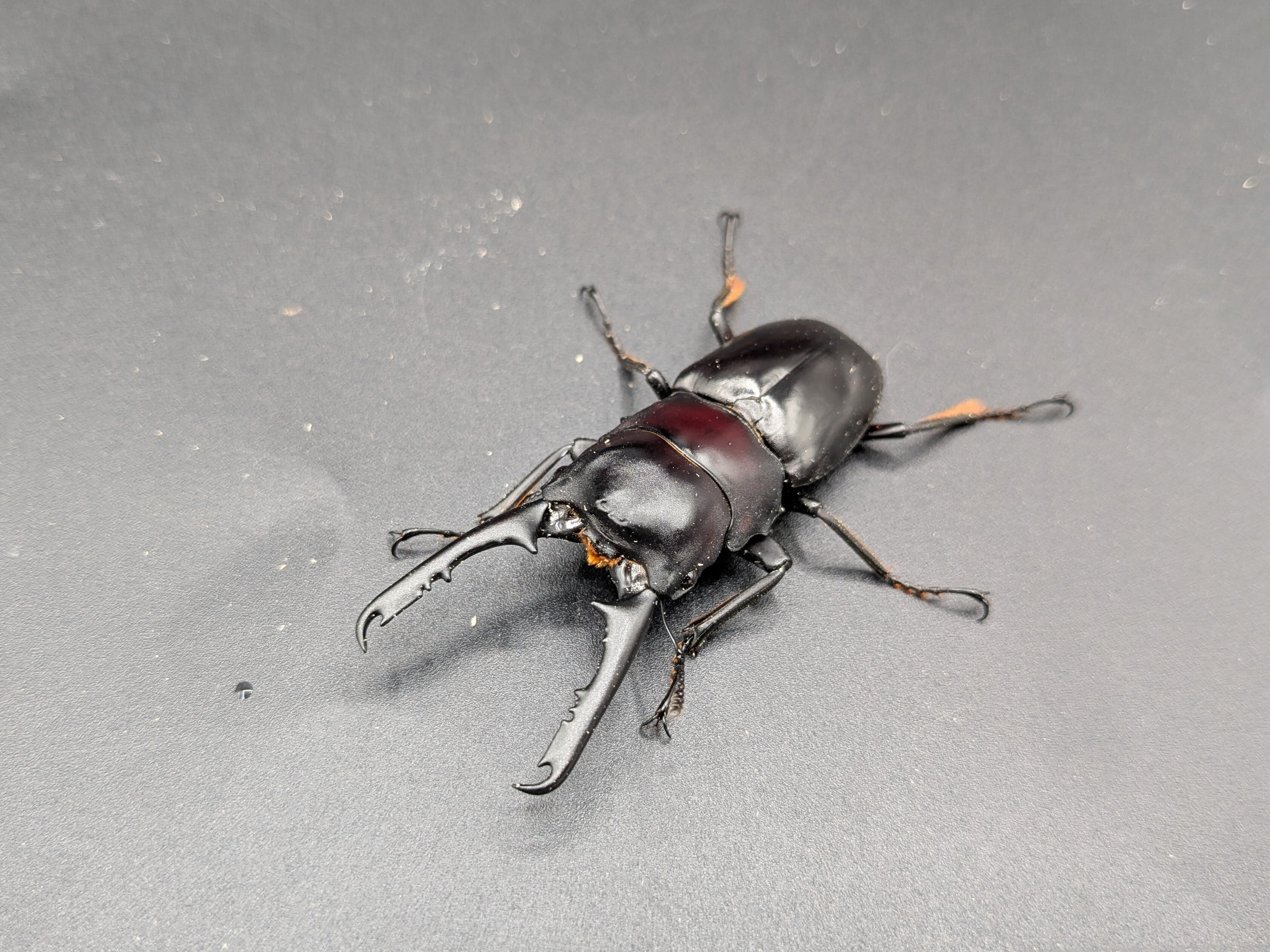 ゲルツルードノコギリ ♂60mm♀28mm