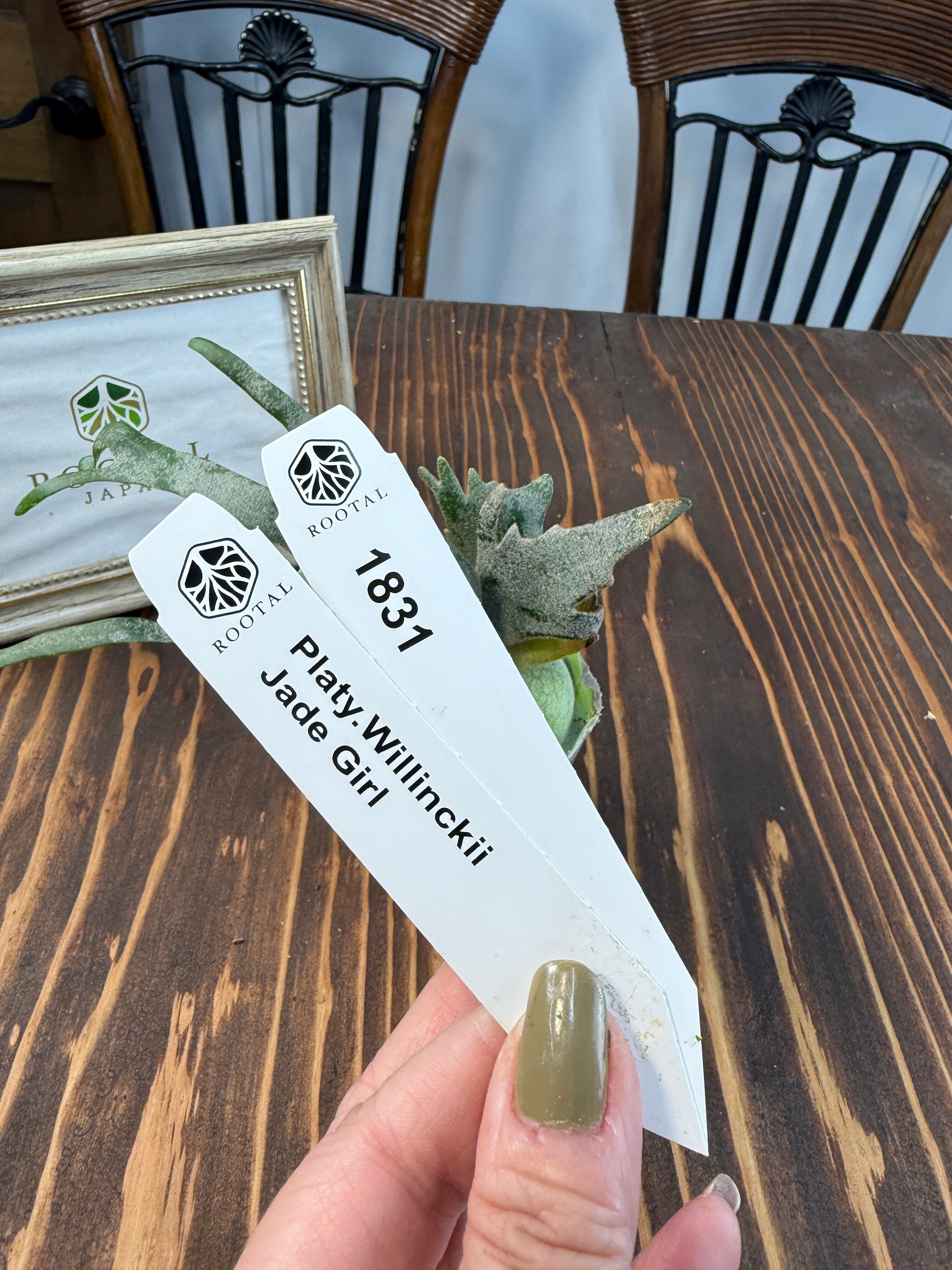 ビカクシダ | ROOTALPLANTS