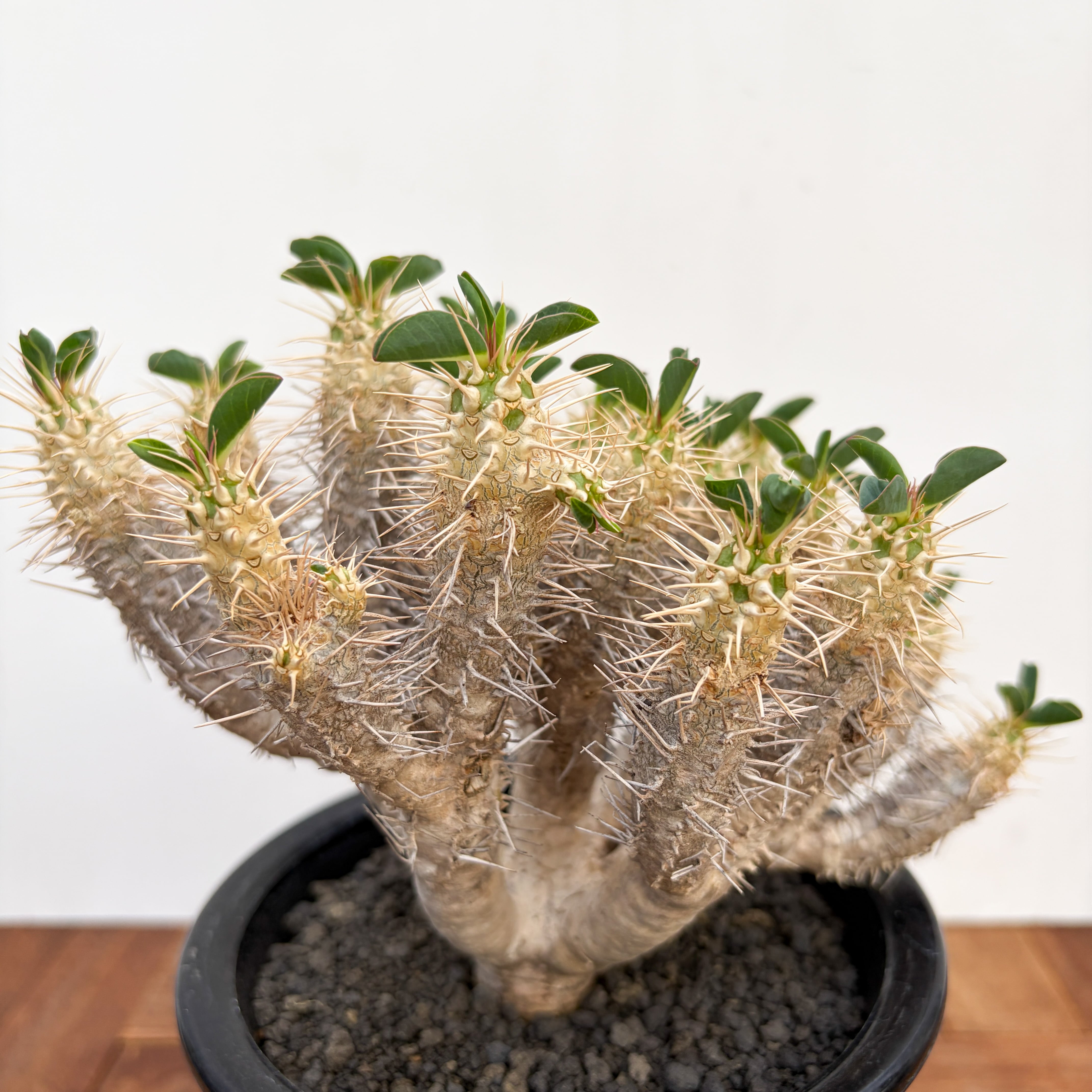 Euphorbia guillauminiana【ユーフォルビア・ギラウミニアナ