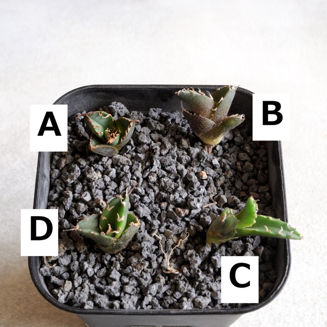 アガベ チタノタ 白火焔 No.1