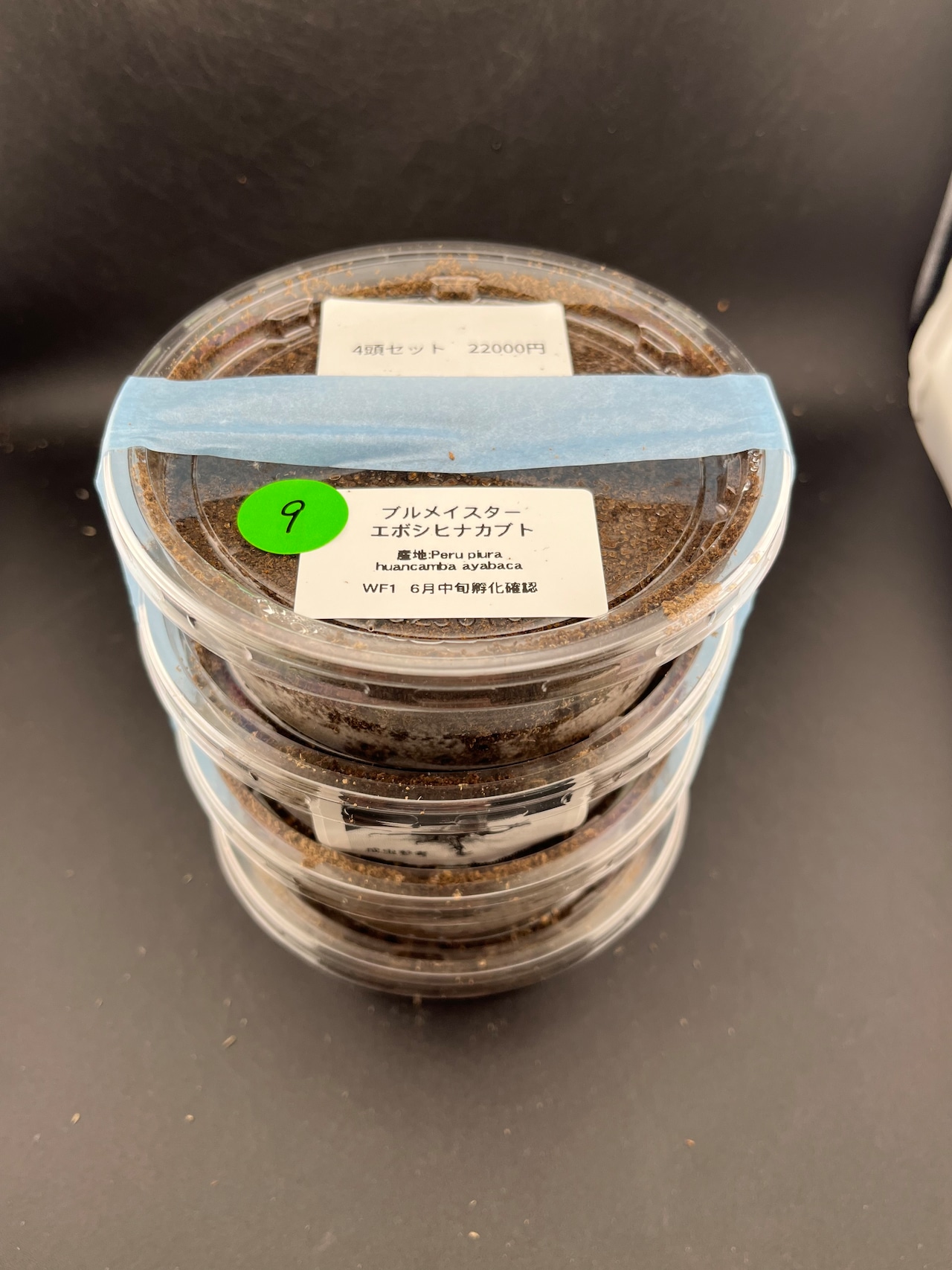 【WF1】《ブルメイスターエボシヒナカブト 幼虫4頭セット》ブリーダー様委託個体