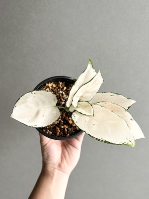 Aglaonema Unyamanee White “Mutant” 【artPLANTs】アグラオネマ アンヤマニー ホワイト“変異種”