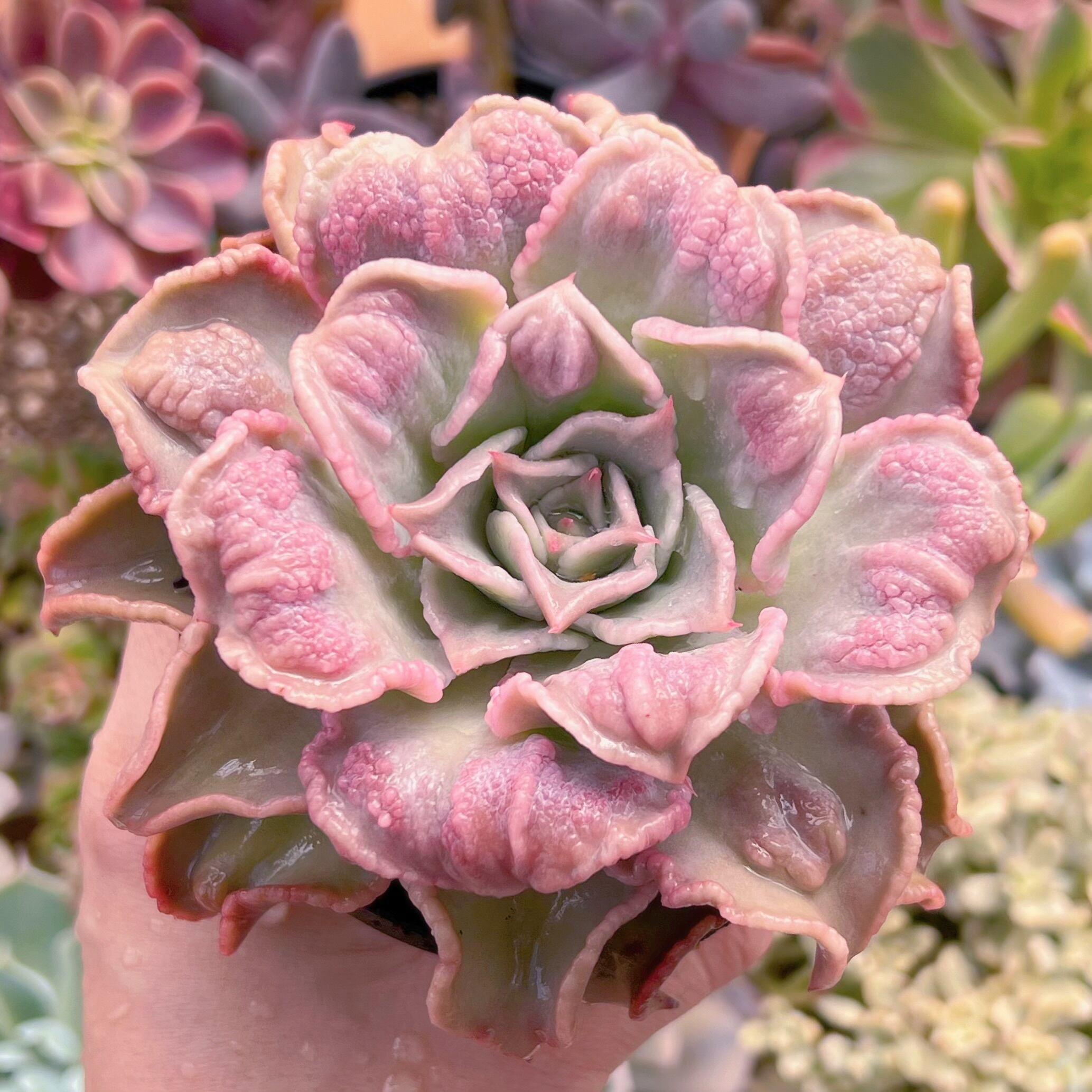 現品　コブマディバ#3016　新入荷