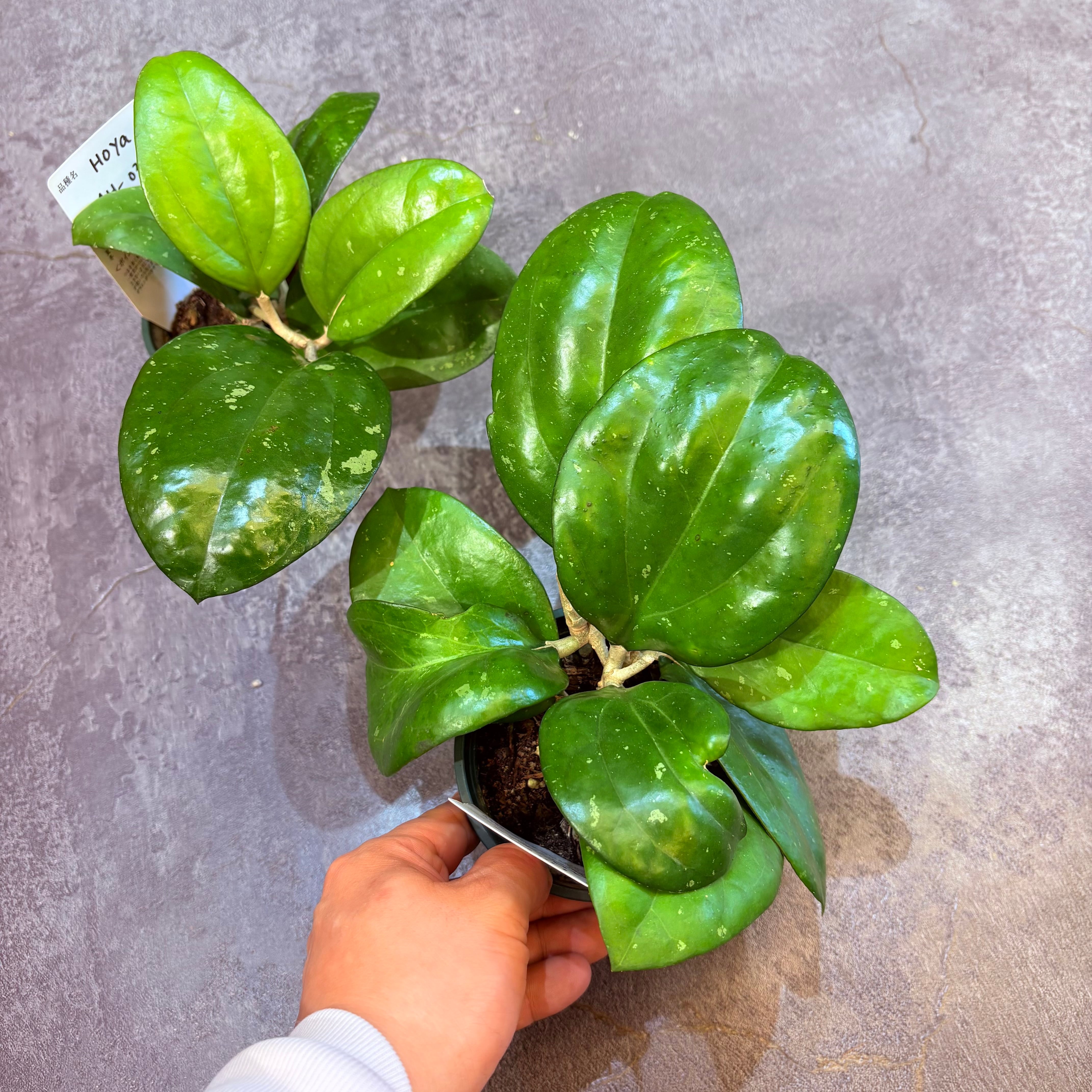 はるきさん専用＊0201＊Hoya ＊ ホヤ＊Madara ホヤ AH-035 3号 | Green Vibes 宇都宮市の観葉植物専門店