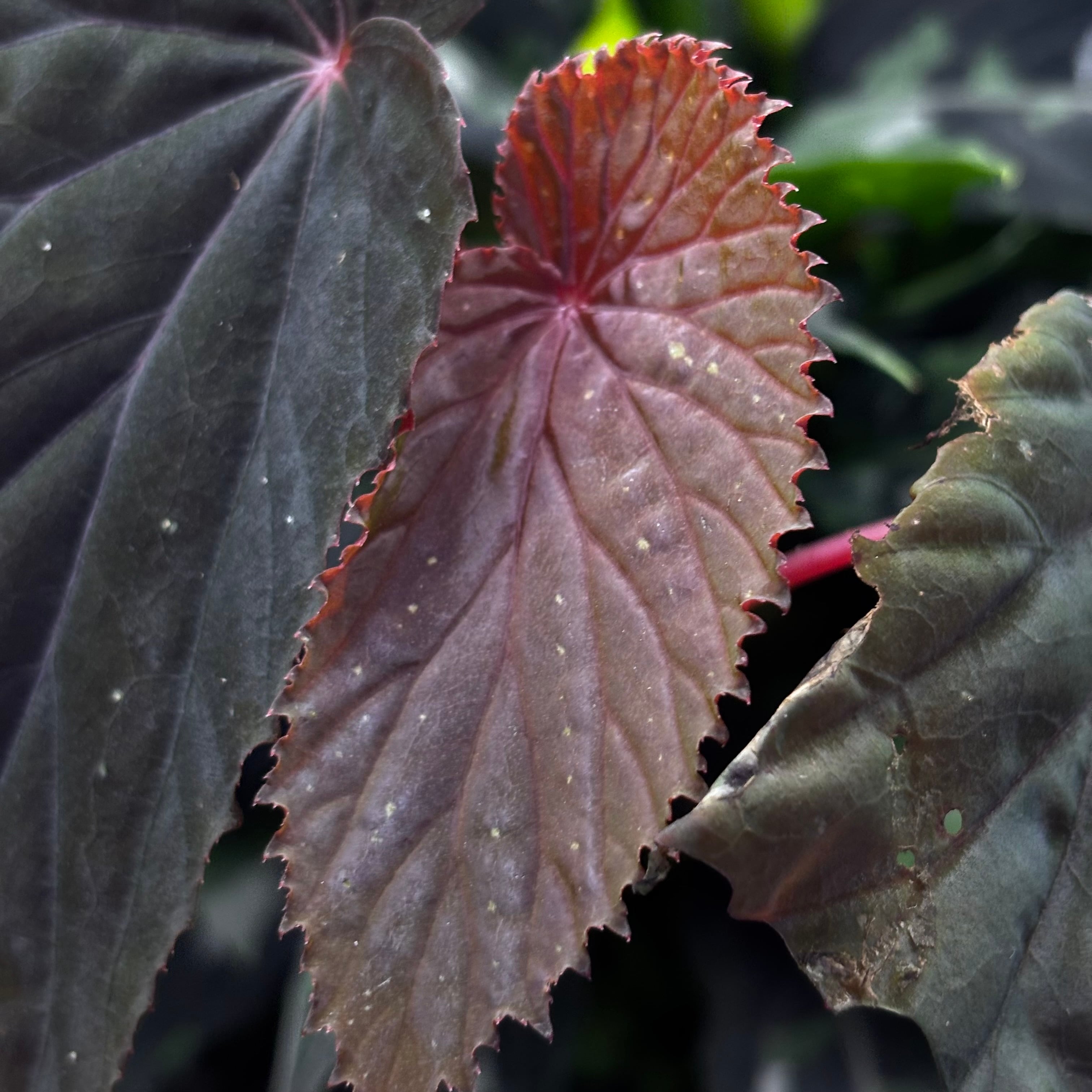 Begonia atricha 黒葉タイプ ① | 熱帯雨林植物専門店 トイ吉園芸
