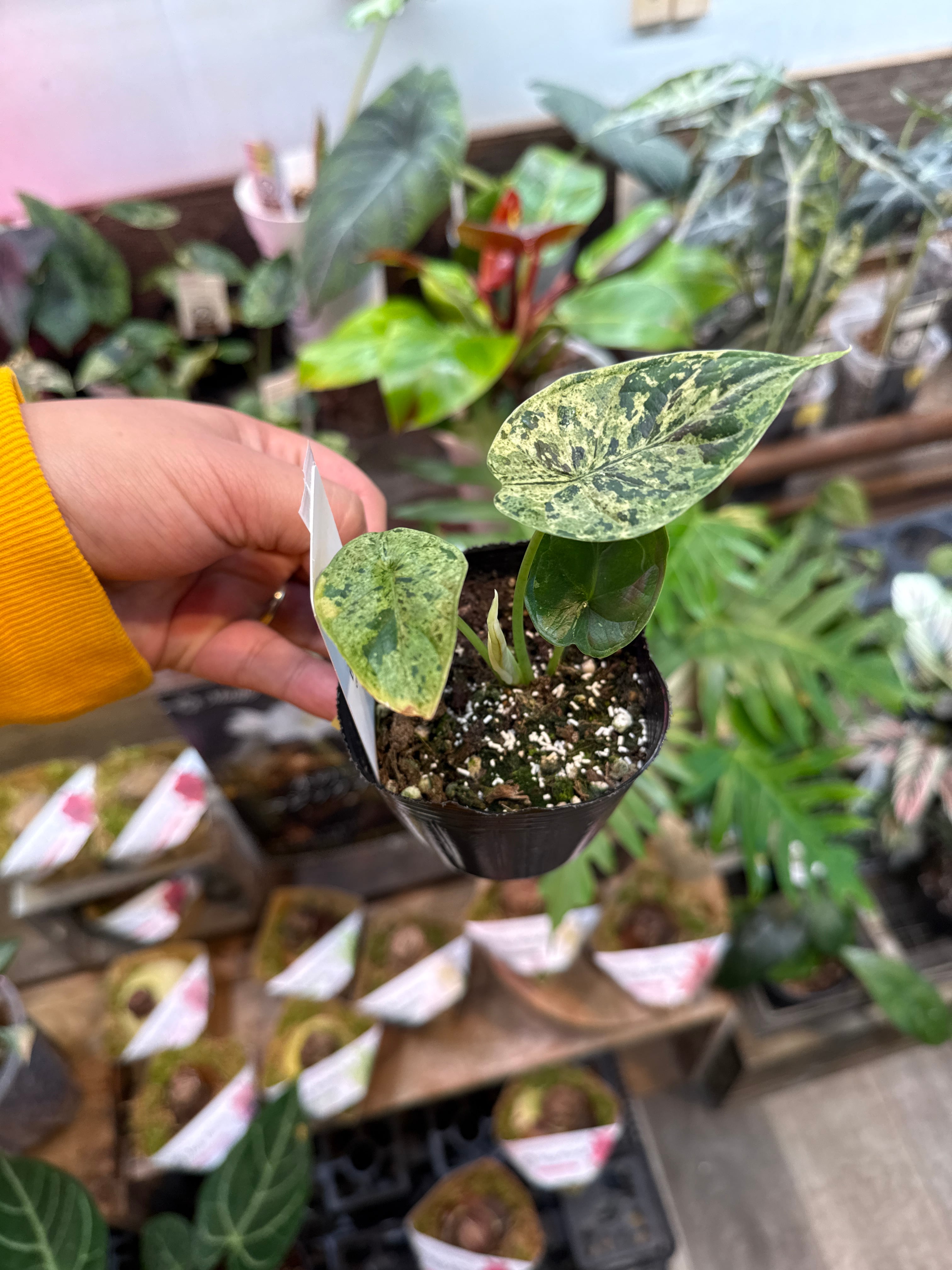 ②アロカシア ドラゴンスケールミント斑入り | Gardenえん 【観葉熱帯