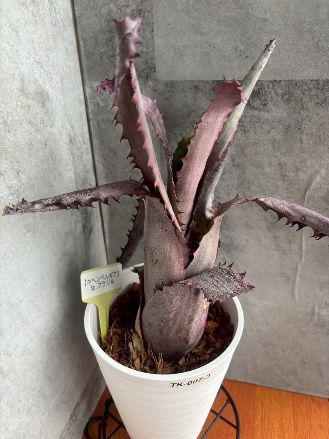TK-024】Billbergia Vittata Domingos Martins（ビルベルギア