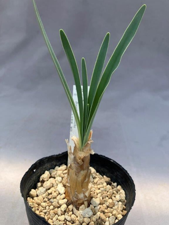 観葉植物 | 日本ライン花木センター
