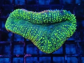 SelectionBaliShip Lobophyllia 3