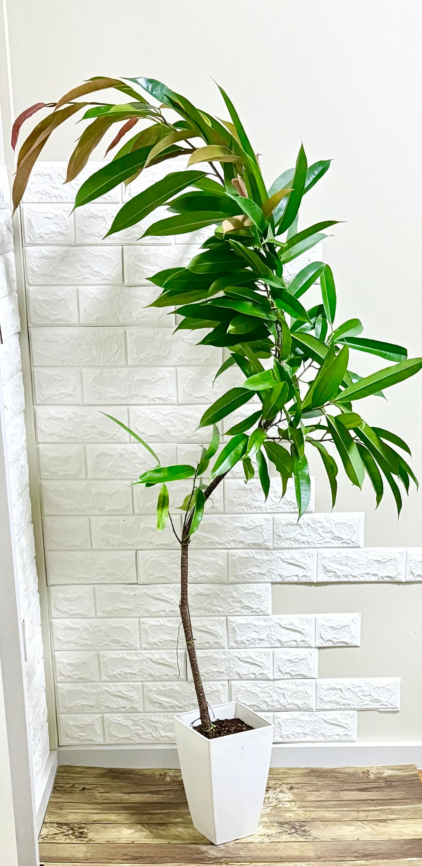 フィカスアムステルダムキング⭐️曲がり⭐️約150cm | 観葉植物のお店