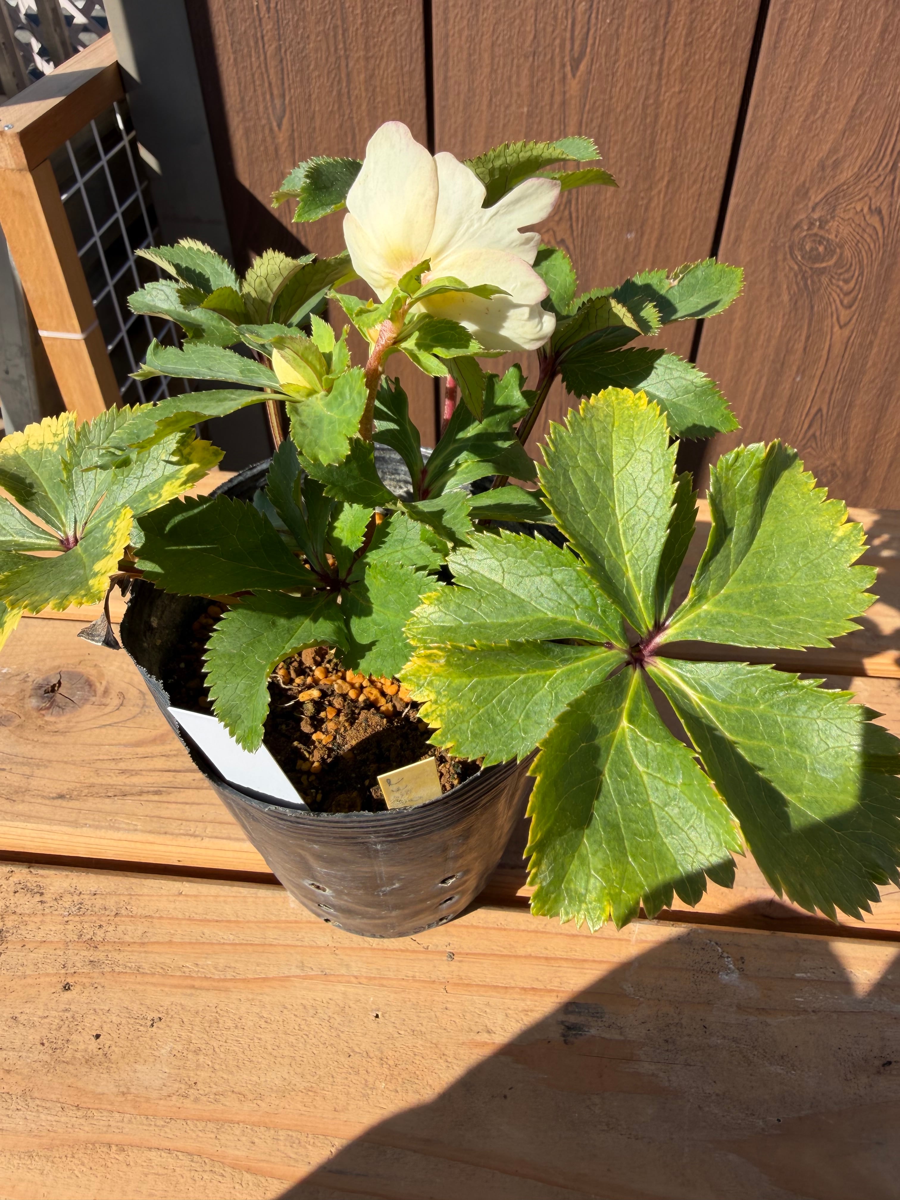 デュメ系オーレアsd 大木ナーサリー クリスマスローズ【Og15】送料無料