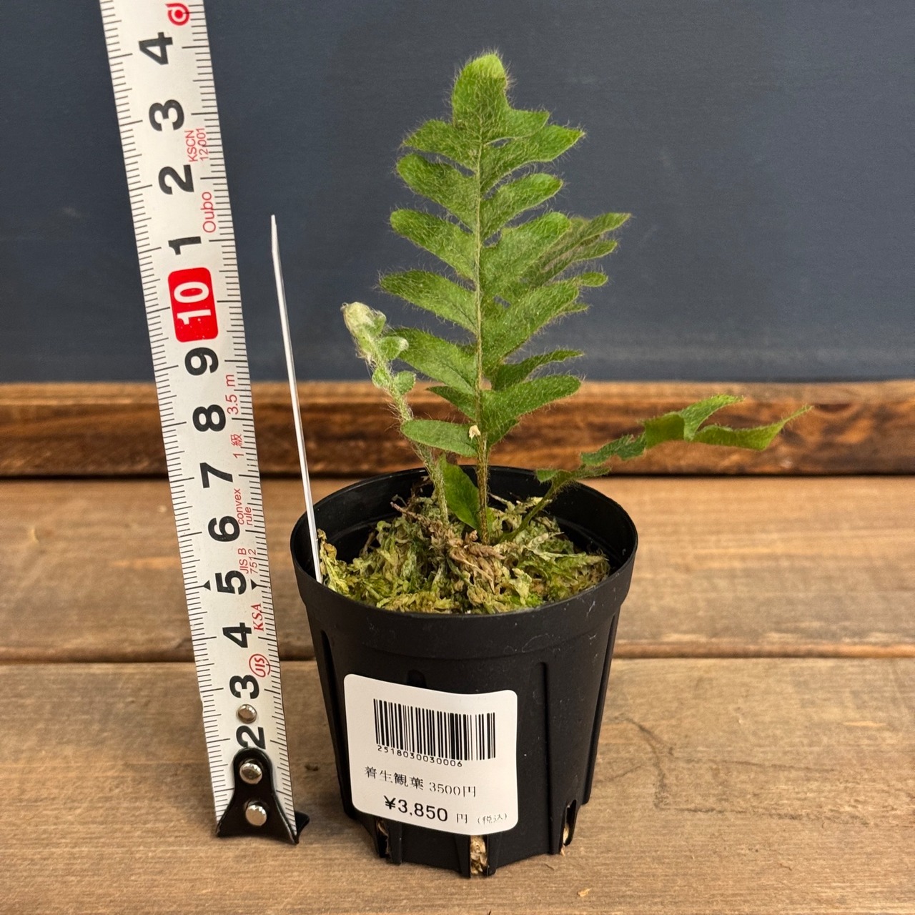 【伊藤蟻】Pleopeltis bombycina【803】