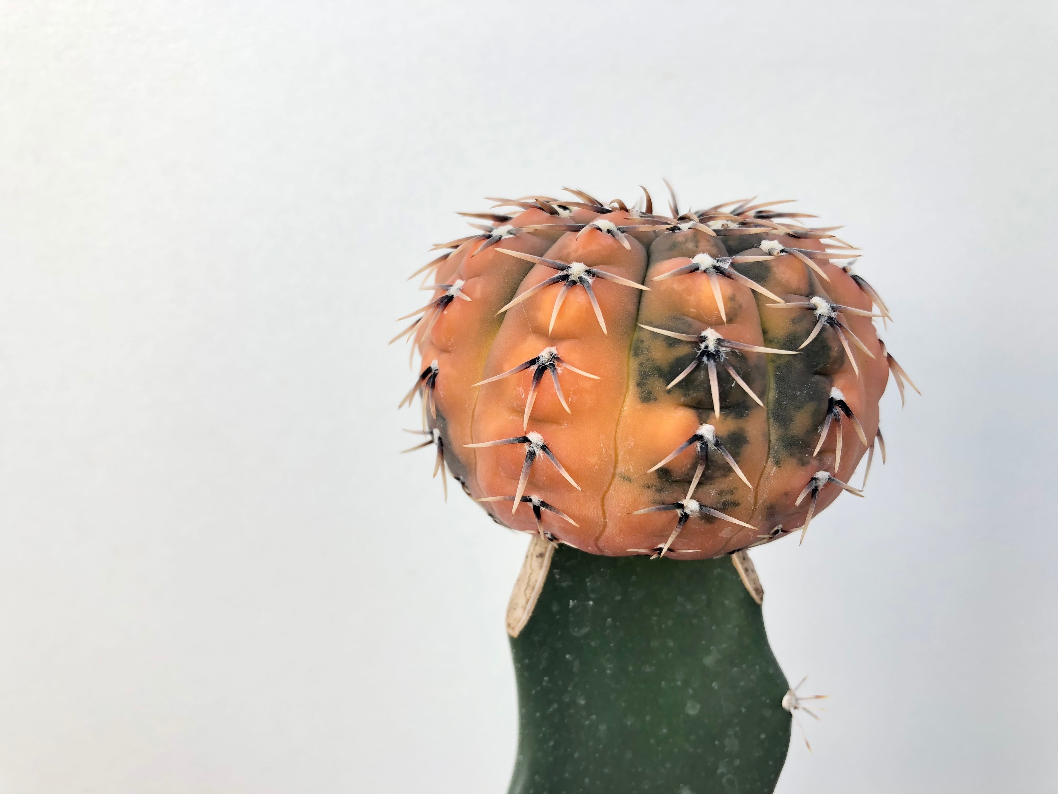 Gymnocalycium stellatum ギムノカリキウム 守殿玉錦 サボテン