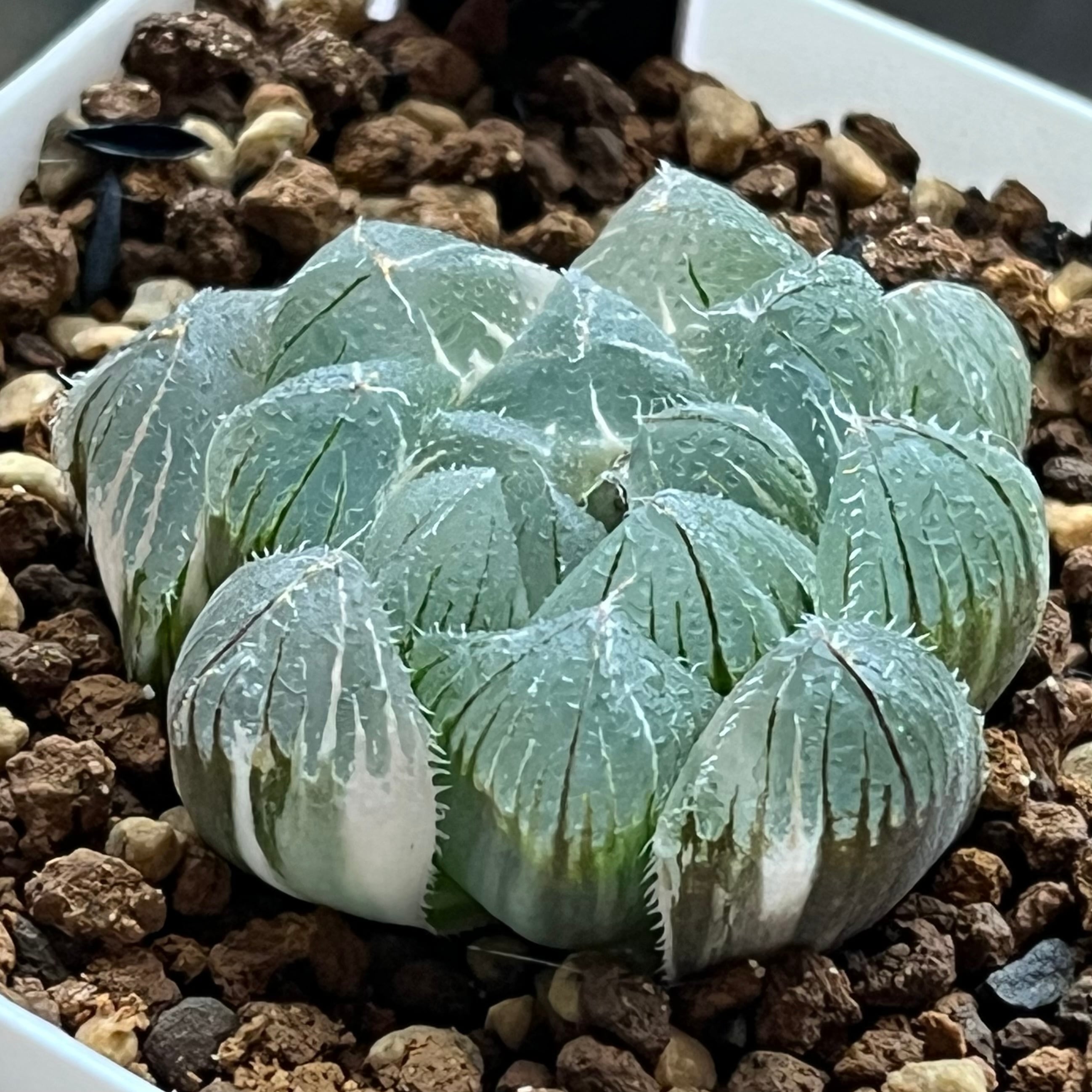 ハオルチア スーパーコレクタ錦 | mocono_plants