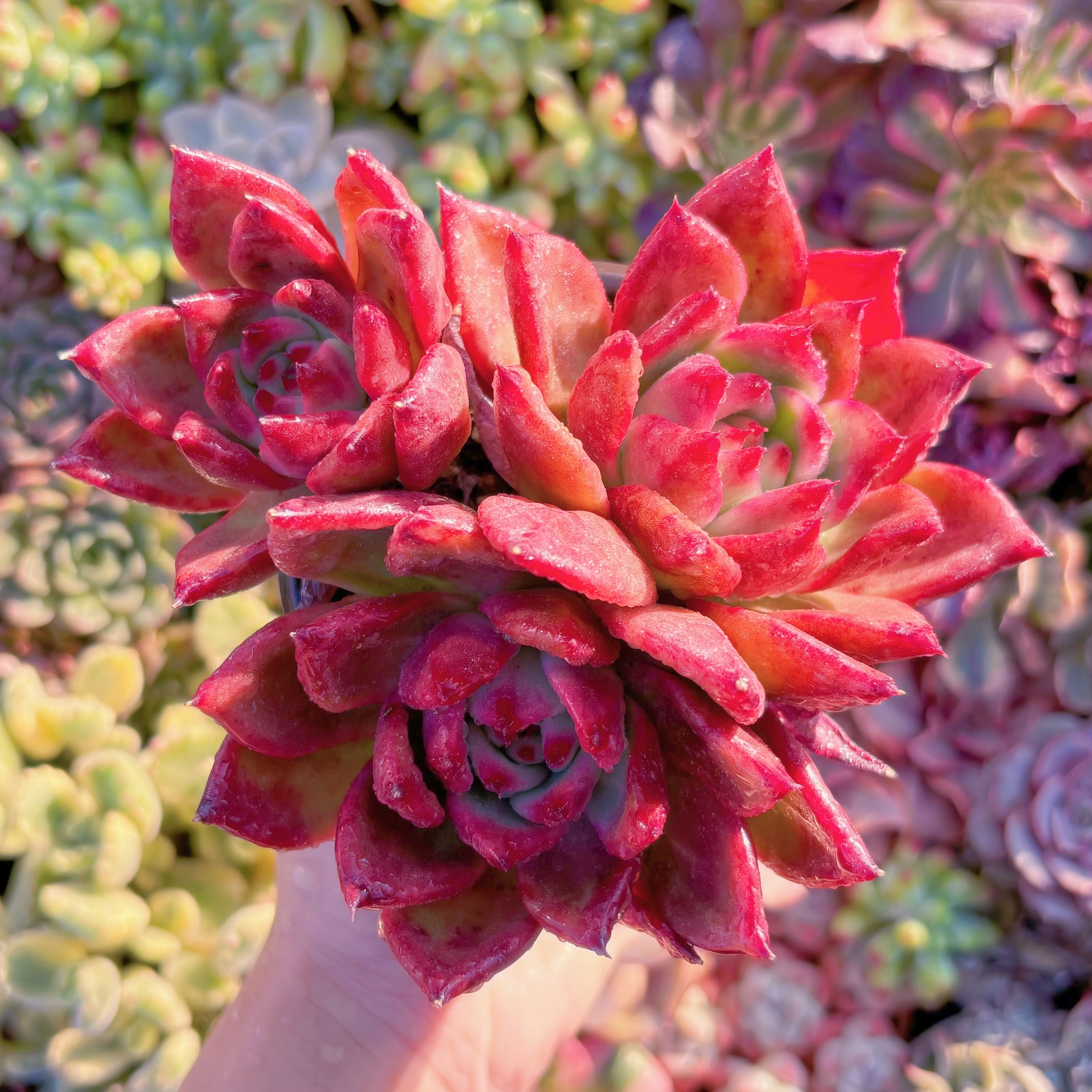 現品　アメストロー#M118　群生　るる農園