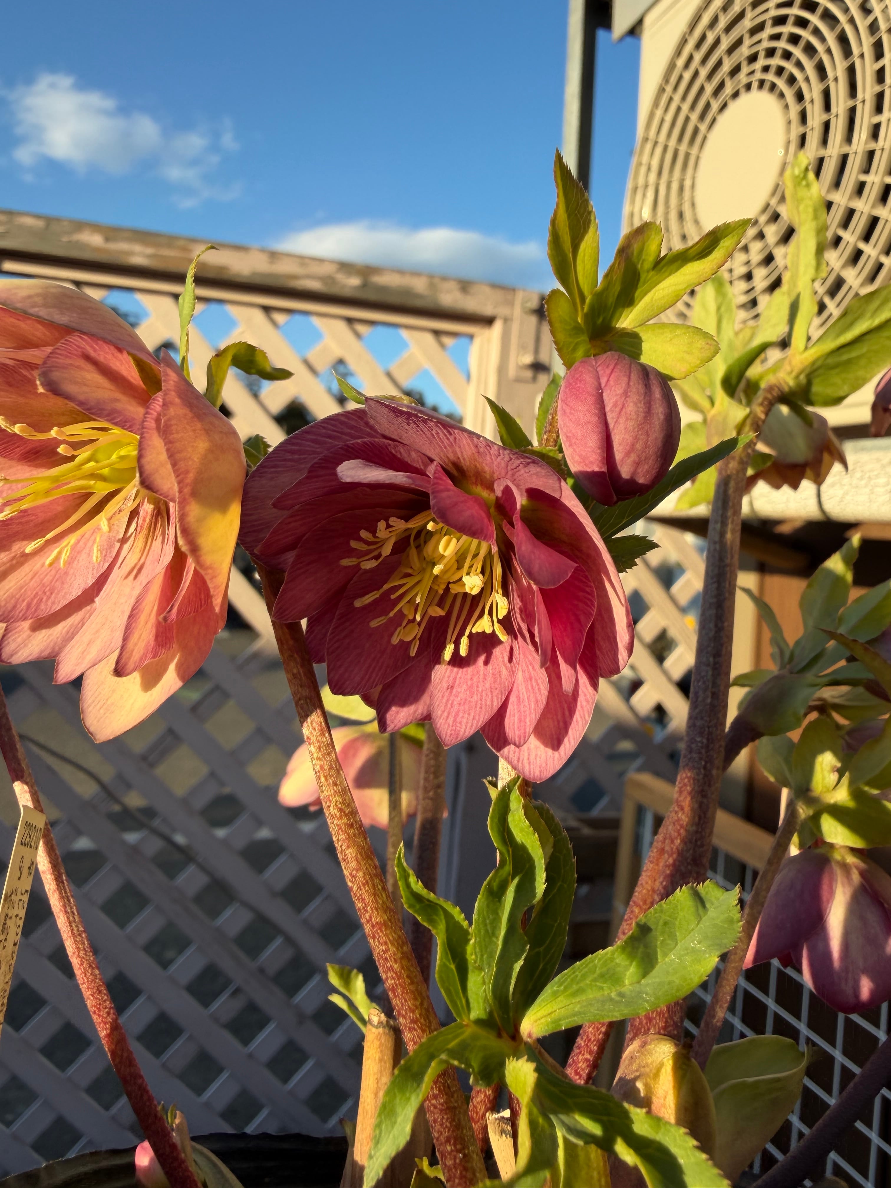 微香フレグランスピンク かぐやhyb交配 加藤農園 クリスマスローズ