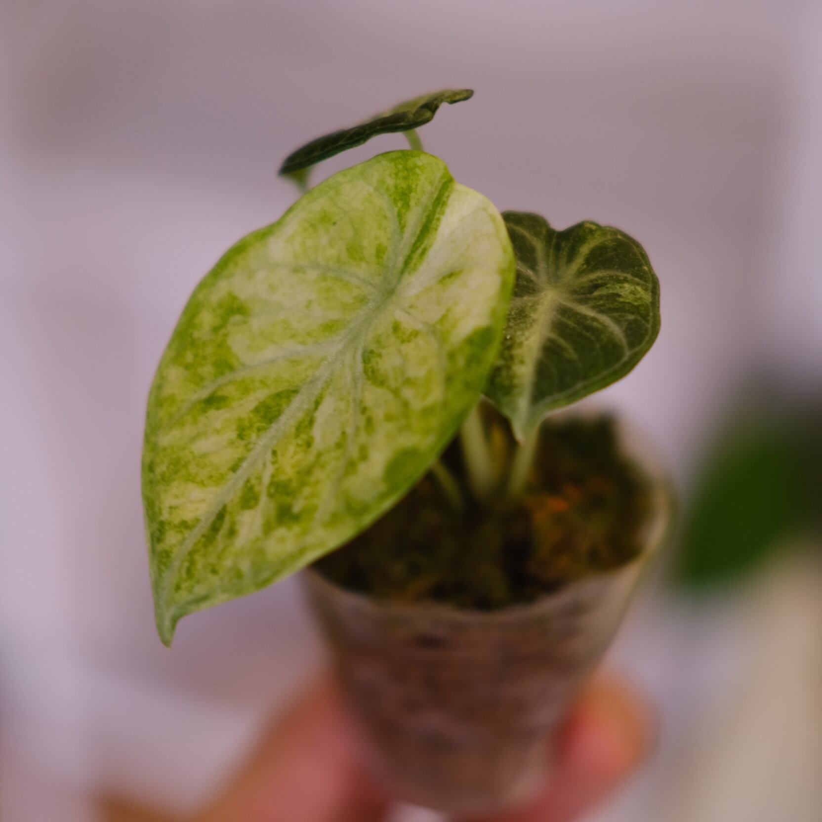 シャコガイル　a b ２枚 マルチカード 各種プリンタ兼用紙 | ラベル・シールのエーワン