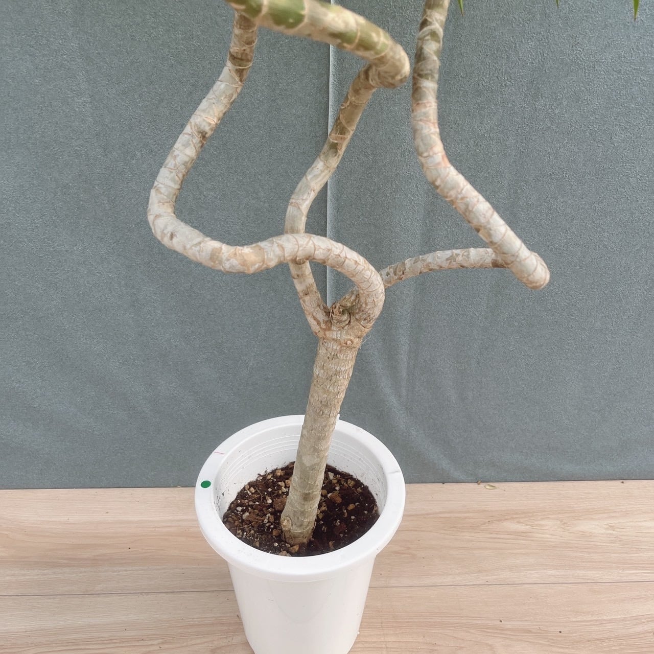 現品］【希少】25番 ドラセナ ナビー 龍 6号 観葉植物 大型 室内 レア