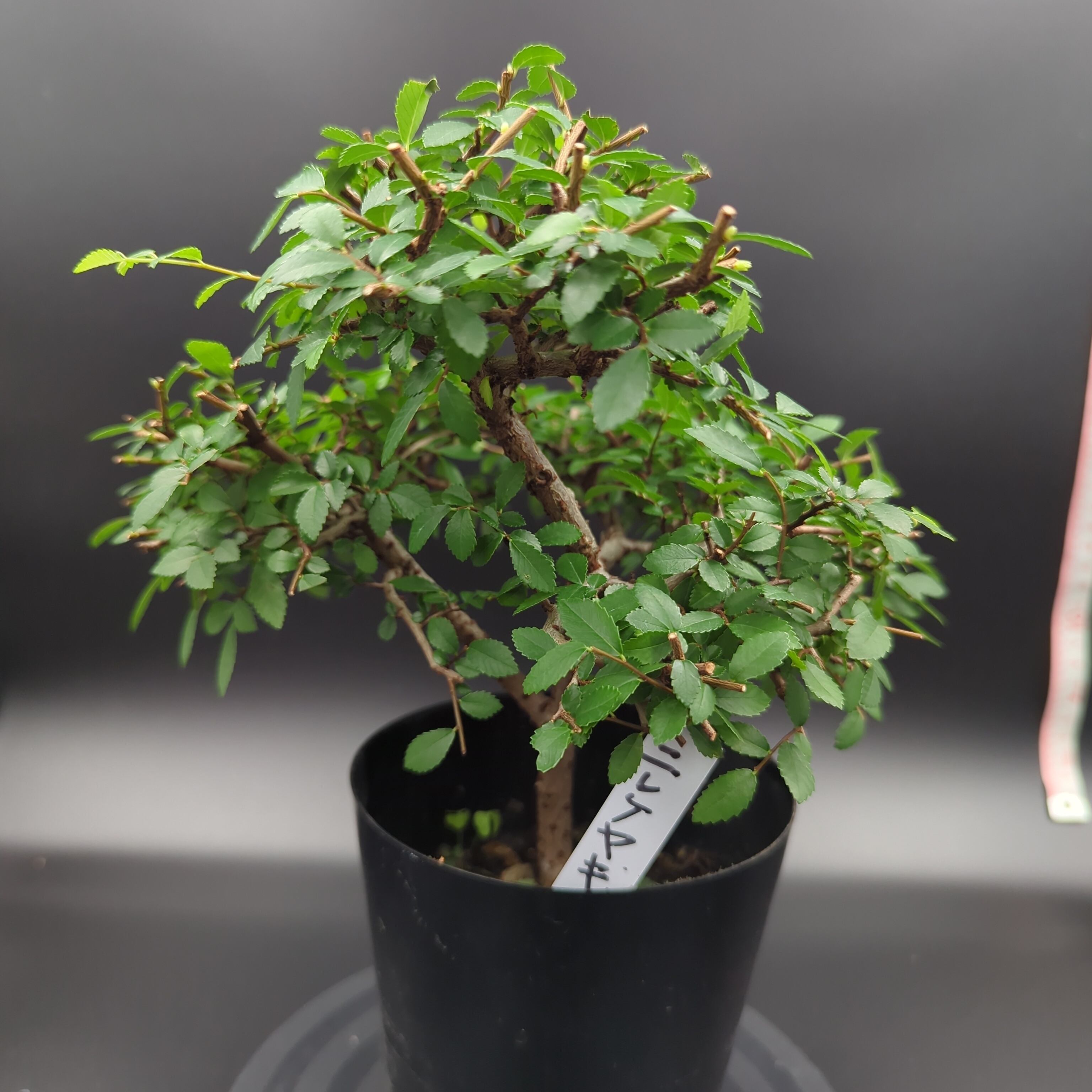 オペルクリカリアパキプス 実生2年 オペルクリカリア パキプス／Operculicarya pachypus 実生2年株 発根