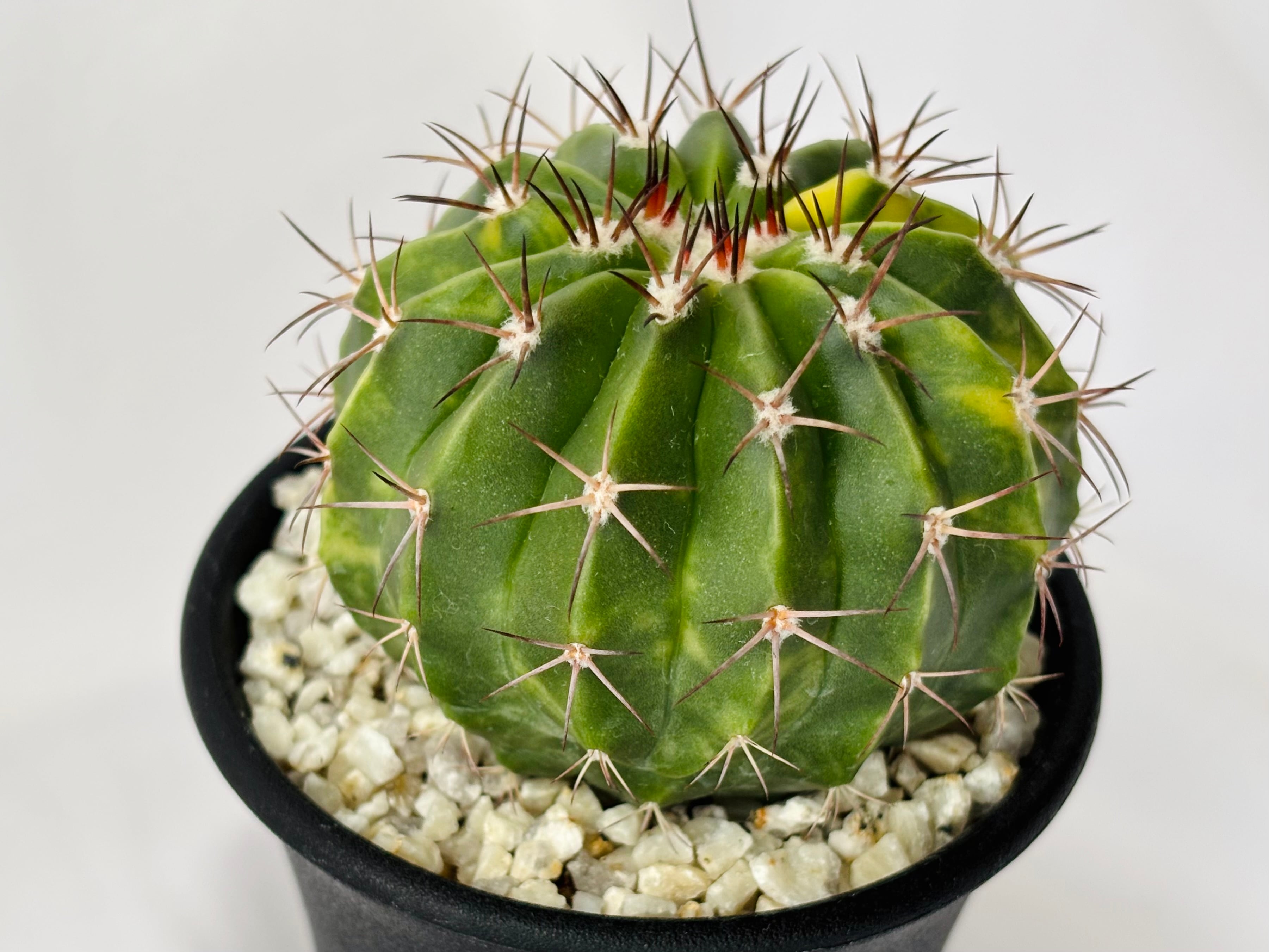 Melocactus amoenus メロカクタス 層雲錦 サボテン | plants MARU