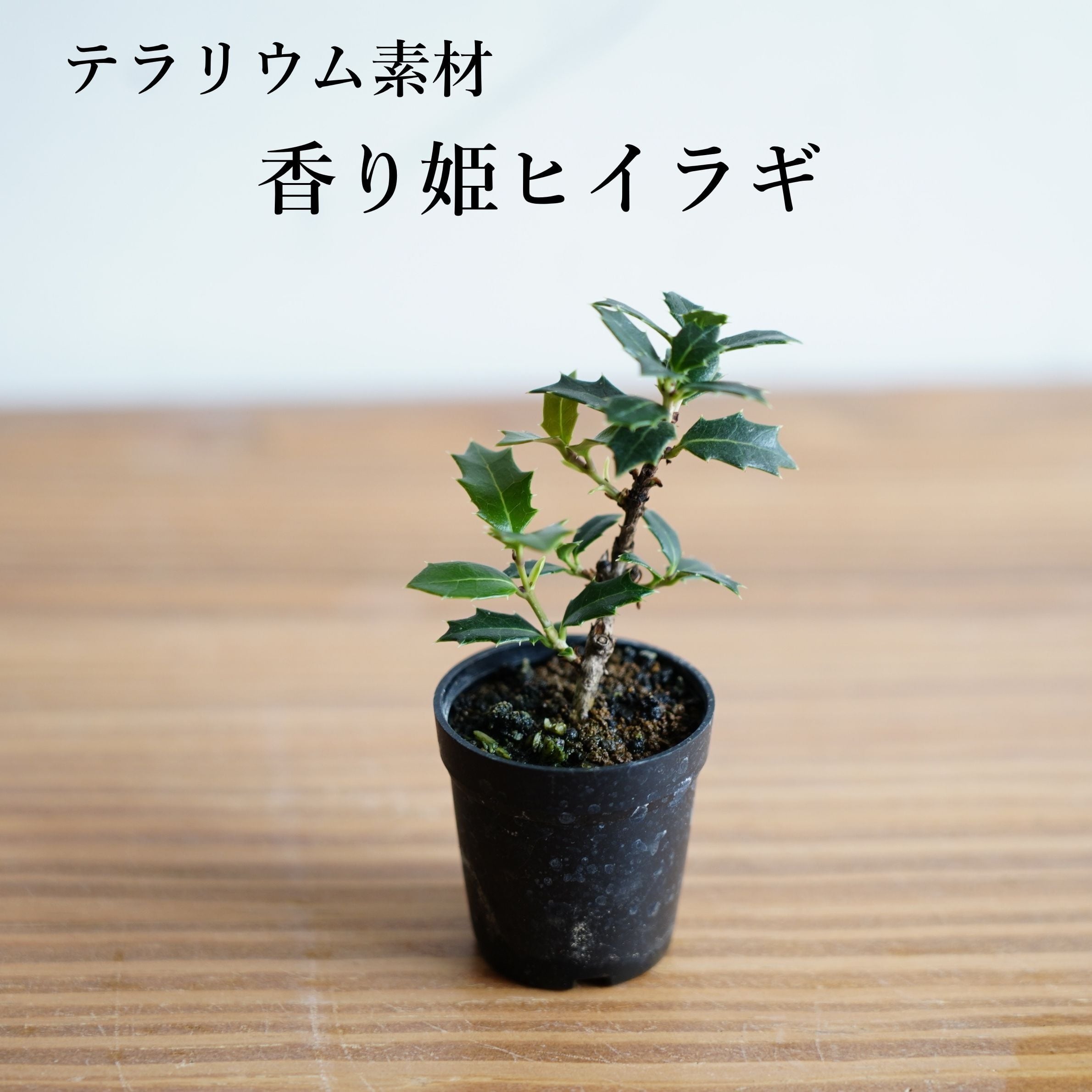 香り姫ヒイラギ 苔テラリウム作製用素材 ◆盆栽テラリウム用