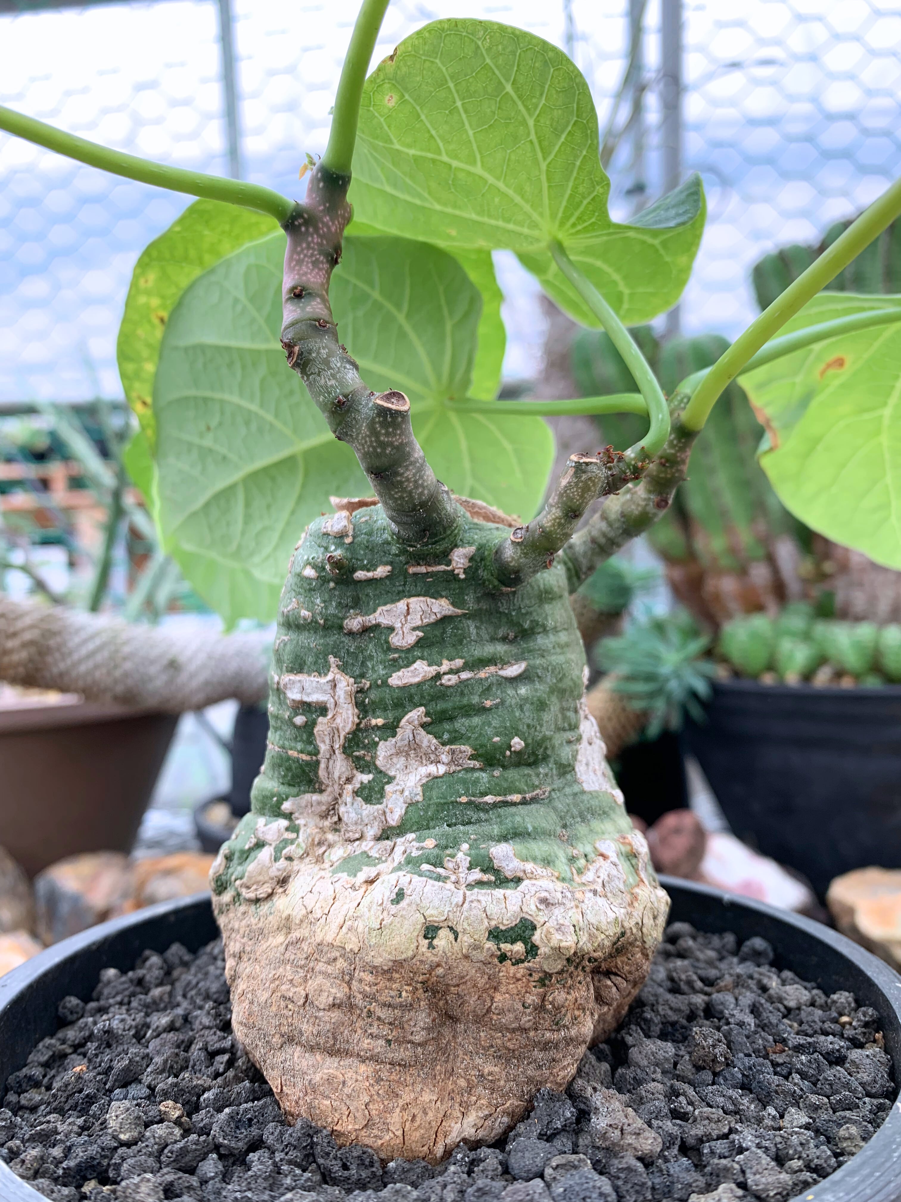 アデニア クリスタルグリーン 大株 現地球 発根株（鉢付き） アデニア