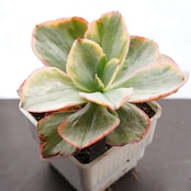 抜き苗 トルネード Echeveria 'Tornado'