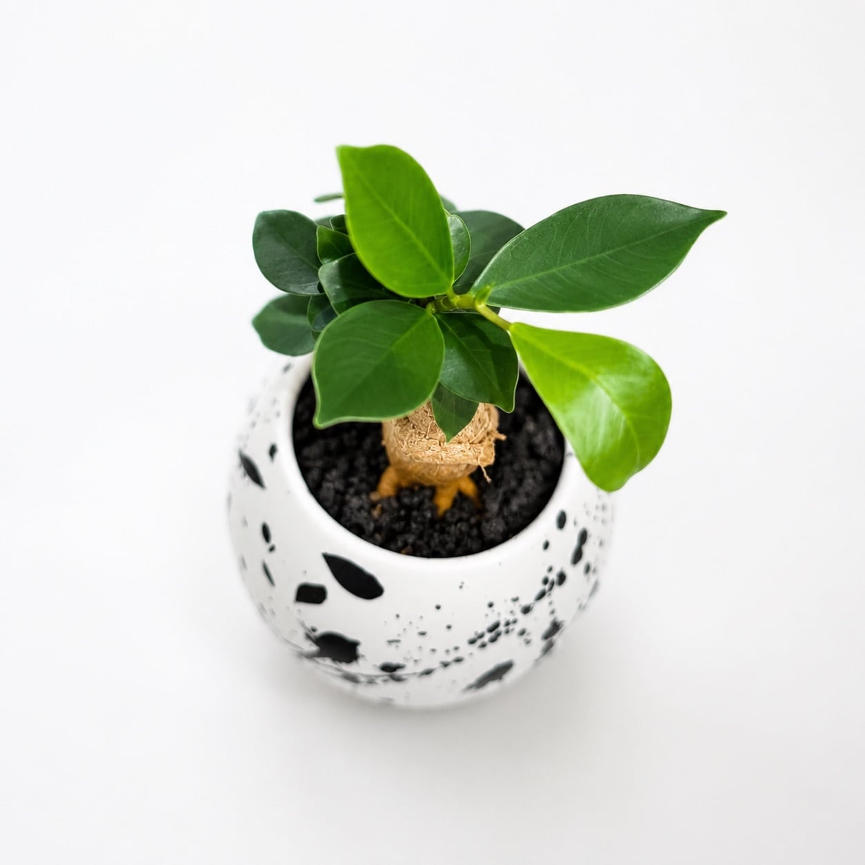 多幸の木」スプラッター柄の鉢に植えられたガジュマル | インテリア