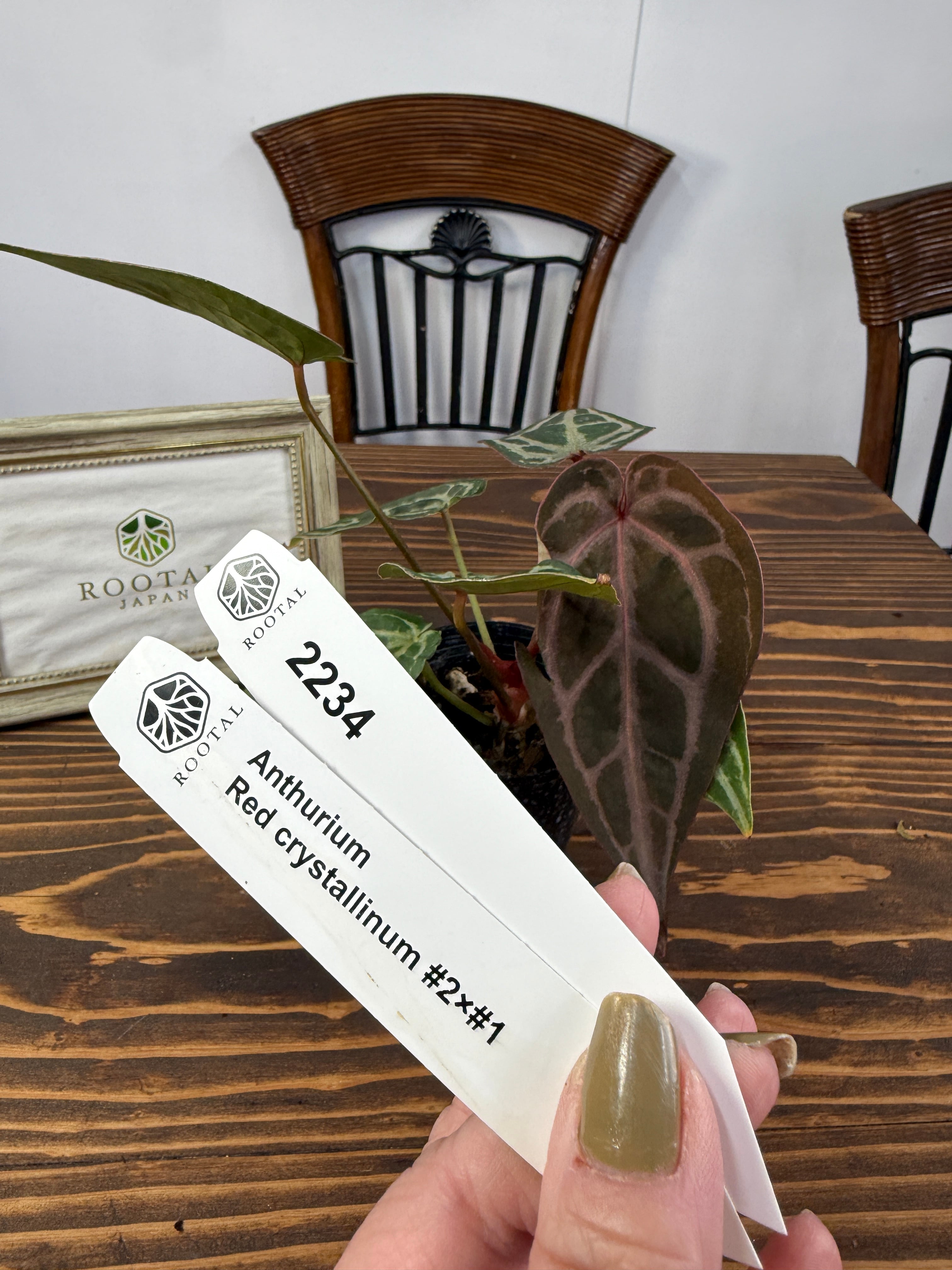★2234【艶紅の葉脈】アンスリウム レッドクリスタリナム♯2×♯1 (2.5号プラ鉢)