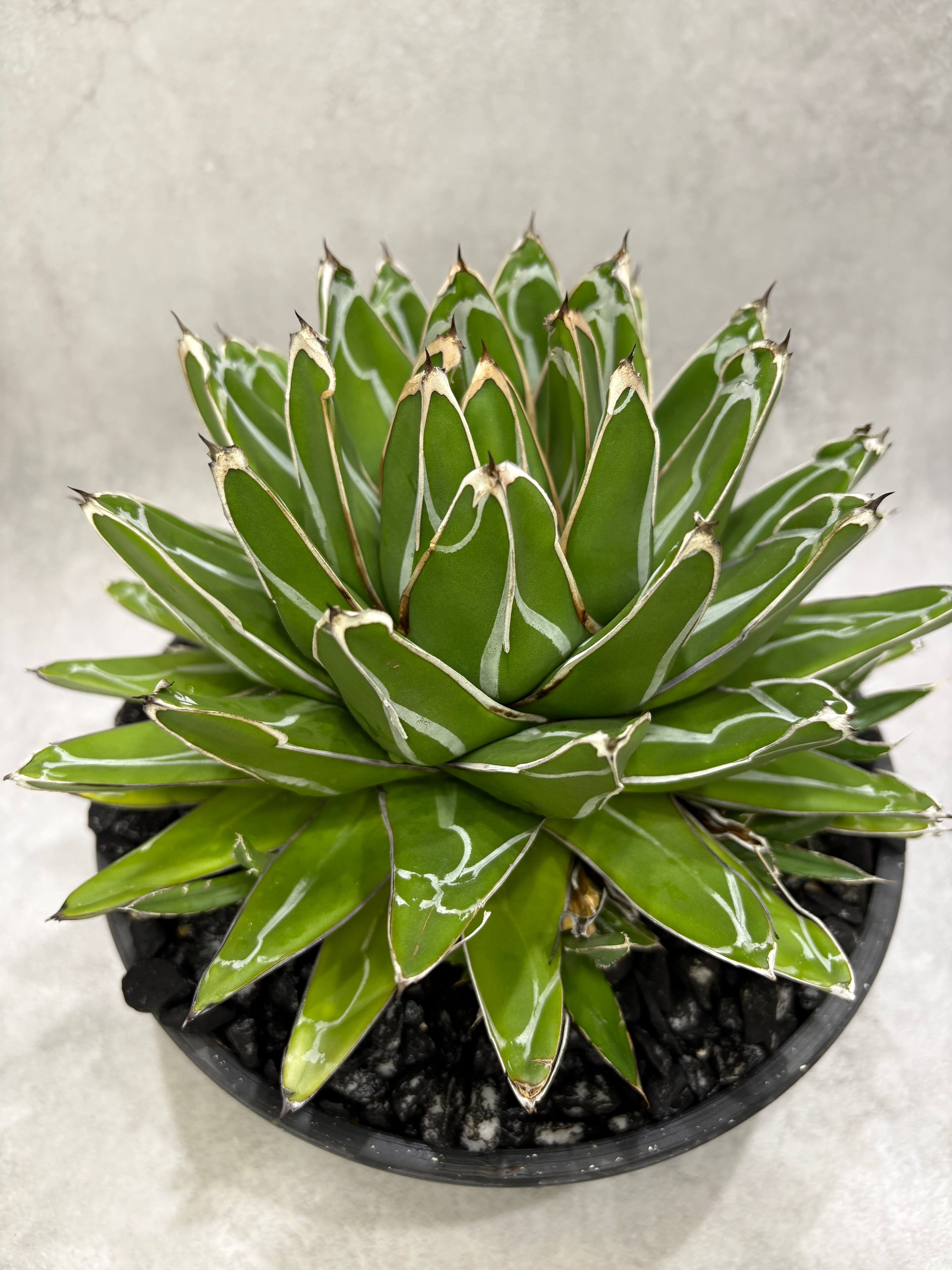 アガベ・オテロイ'MO-016'-OAXACA- | MPS