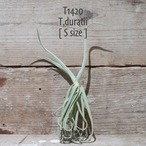 【送料無料】ドゥラティ S〔エアプランツ〕現品発送T1420