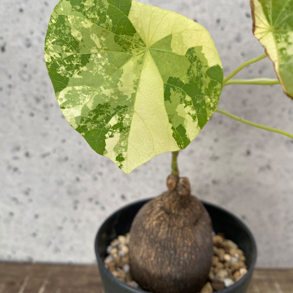 超レアです！ ステファニア『エレクタ』 斑入り 1番 | Planet Plants 